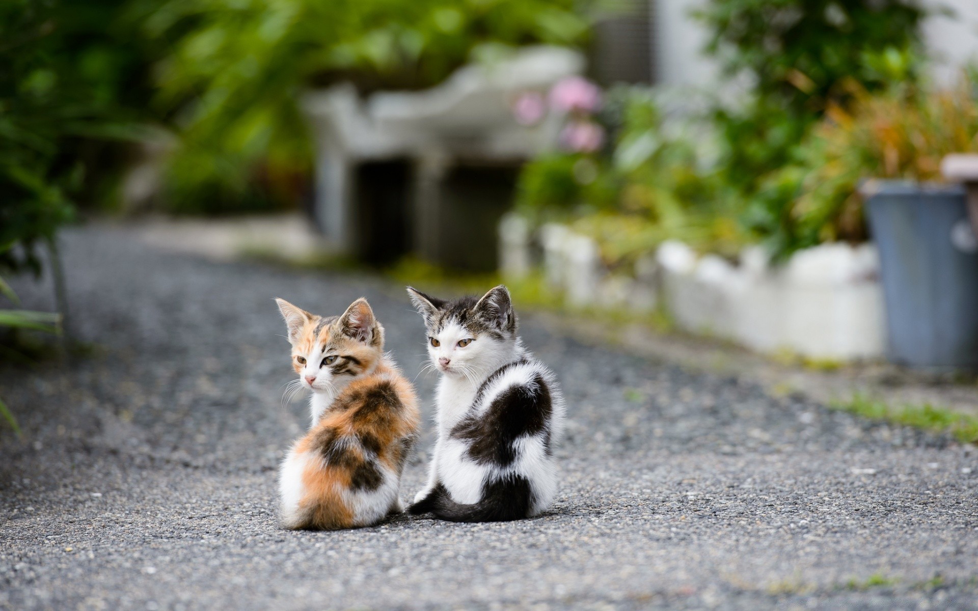 chats chat mignon nature à l extérieur peu fourrure animal herbe été oeil jeune portrait