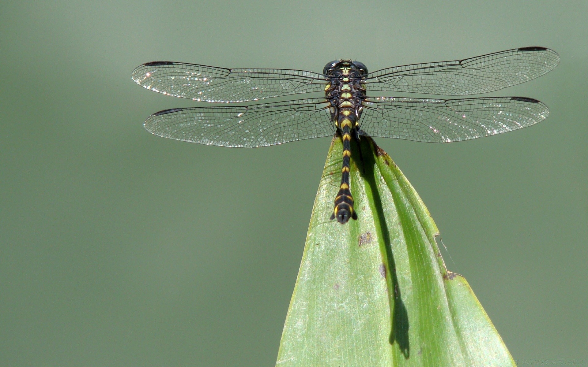 insetos libélula inseto damselfly natureza vida selvagem animal odonata voar folha asa invertebrados ao ar livre dragão jardim verão