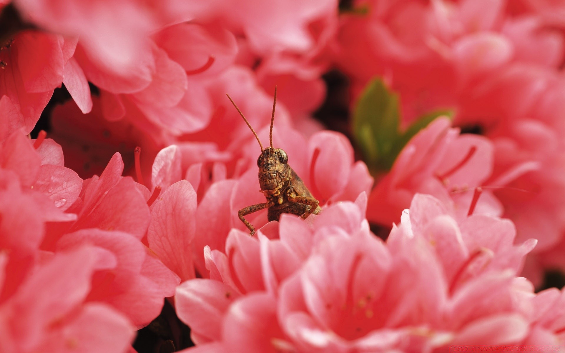 insectes nature fleur flore feuille jardin été couleur gros plan belle