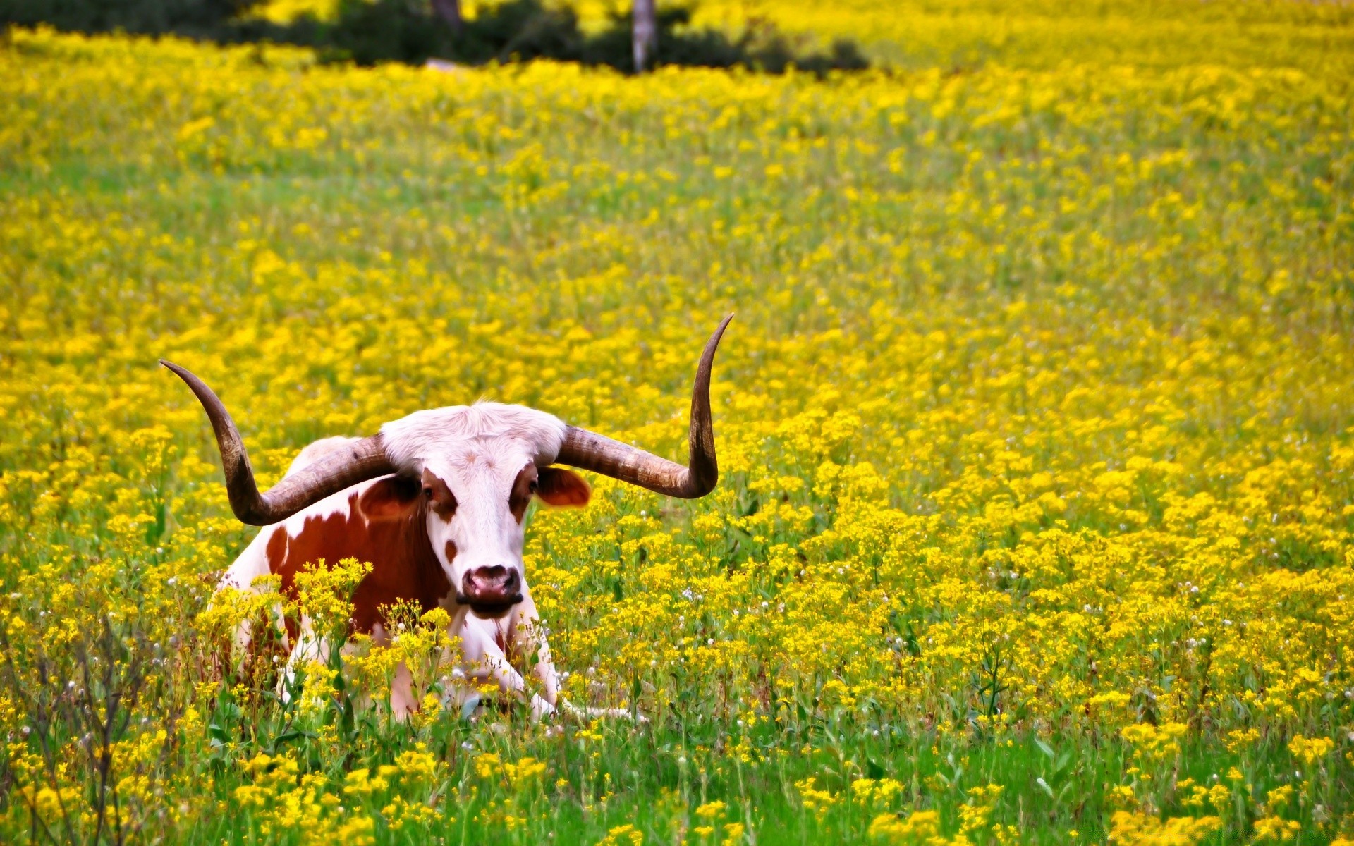 animaux champ foin agriculture fleur ferme herbe rural nature paysage à l extérieur été campagne terres agricoles