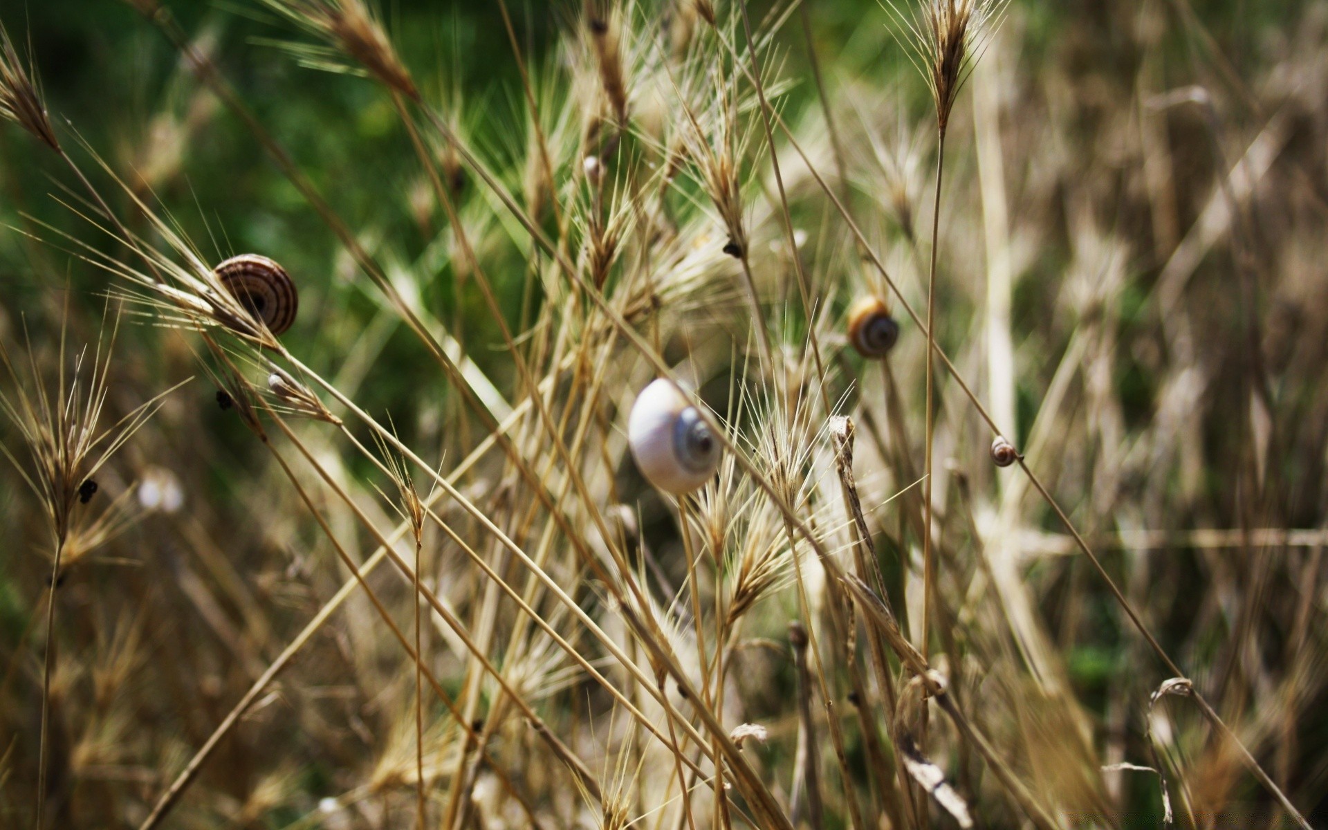 animals nature grass outdoors summer flora field close-up farm rural color garden desktop environment agriculture