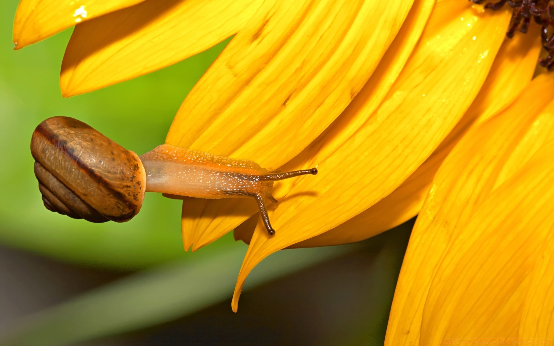 zwierzęta natura kwiat flora ogród liść owad na zewnątrz lato wzrost