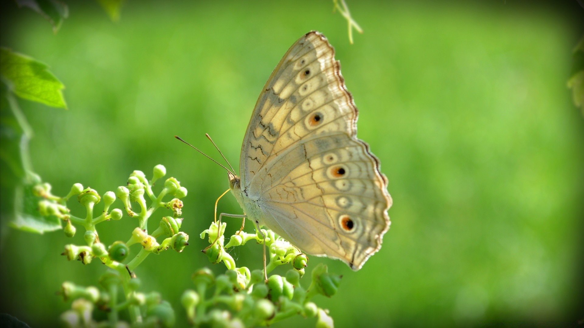 insectes papillon la nature insecte été aile animal à l extérieur la faune jardin flore antenne peu belle feuille gros plan invertébrés bureau sauvage couleur