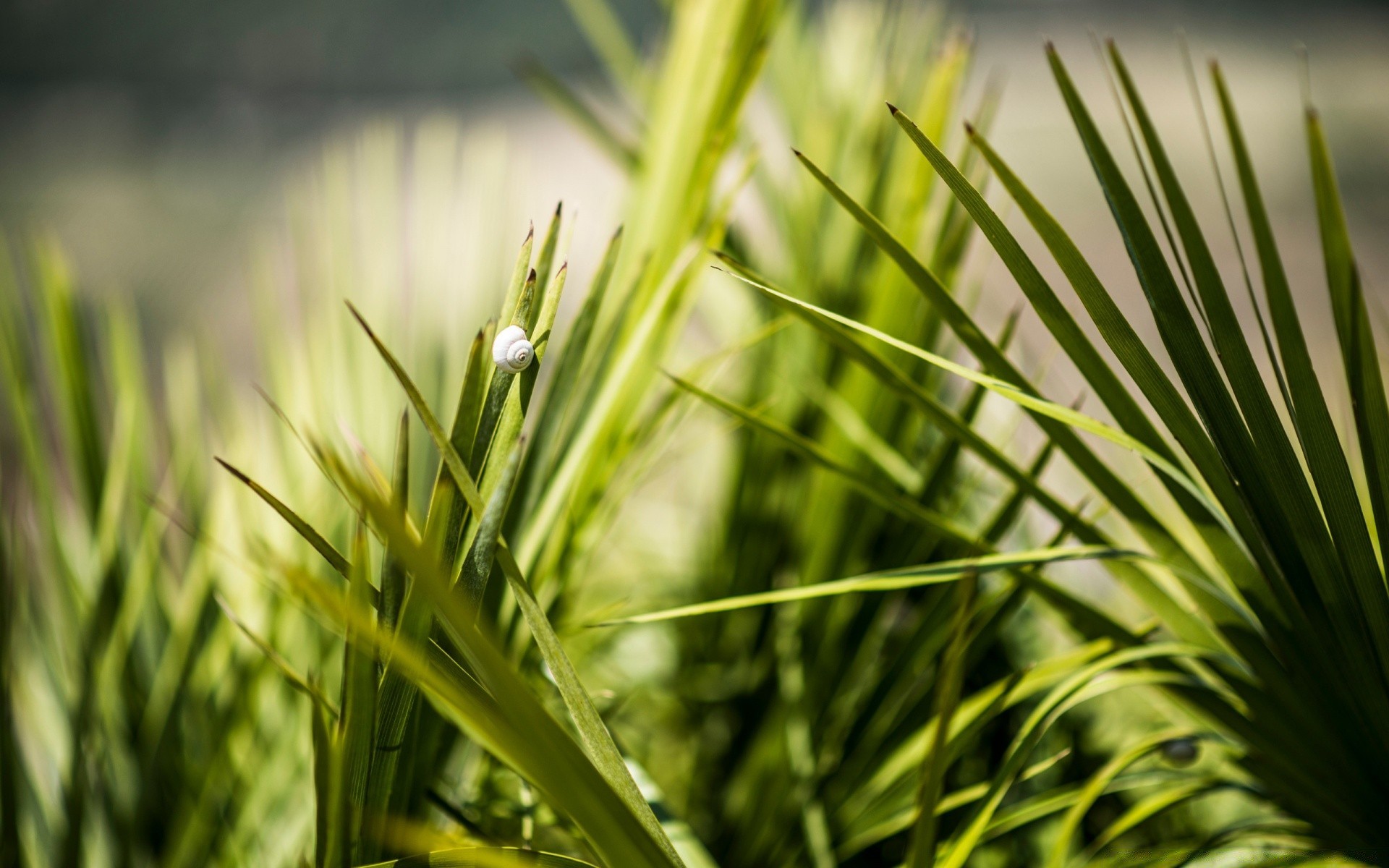 animals leaf nature grass growth flora summer outdoors sun rain blur garden fair weather dawn lush