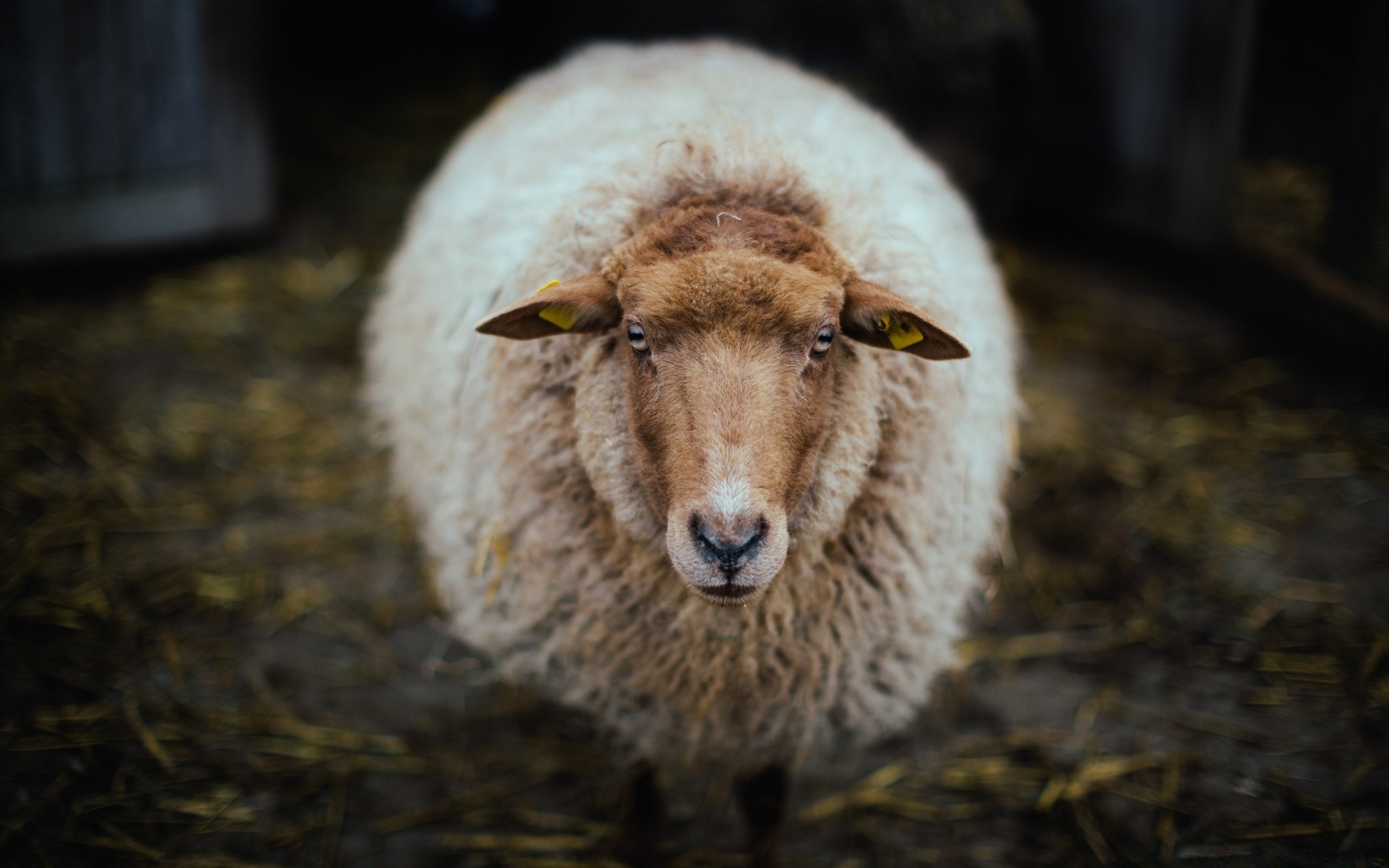 zwierzęta ssak przyroda portret owca natura zwierzę na zewnątrz