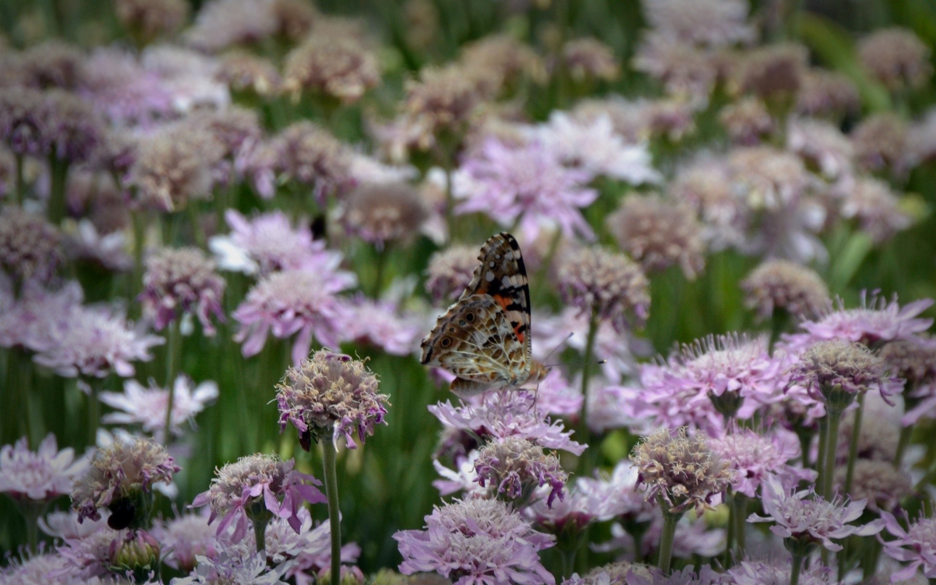 owady kwiat flora natura bluming ogród liść lato kwiatowy płatek sezon na zewnątrz zbliżenie trawa kolor dziki