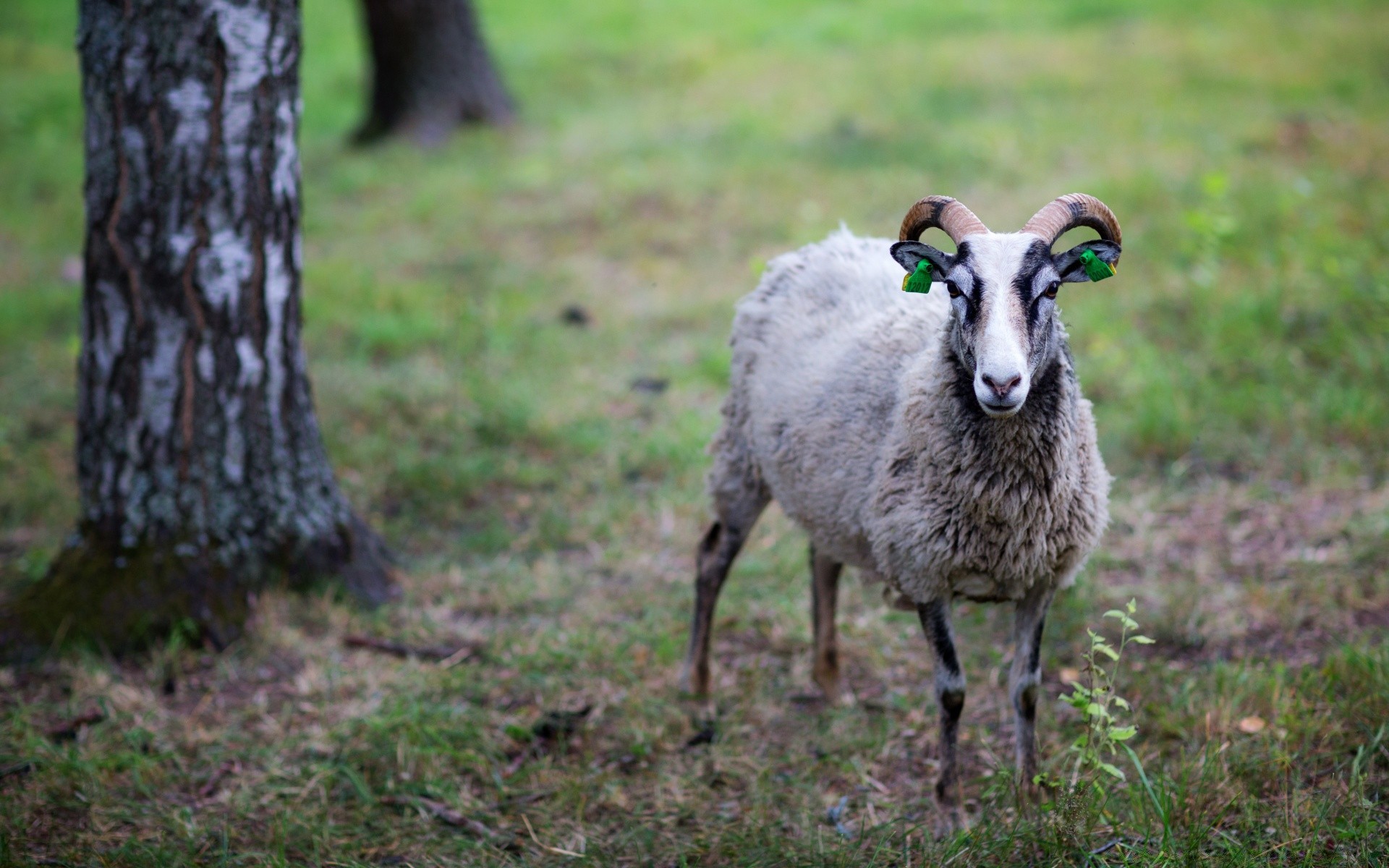 tiere säugetier gras natur im freien schafe tier tierwelt heuhaufen