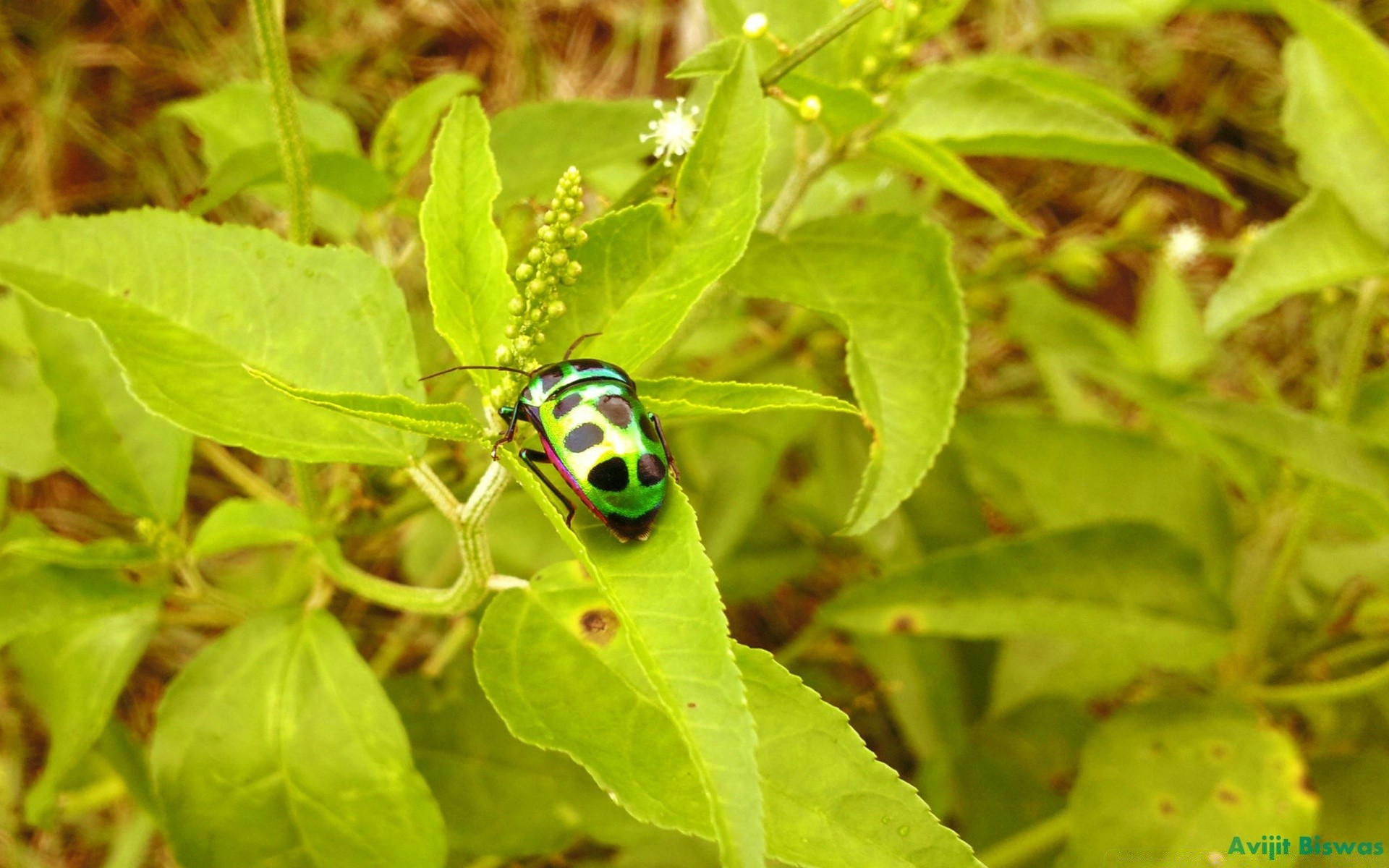 insectes nature feuille été à l extérieur petit gros plan flore nourriture insecte lumineux jardin