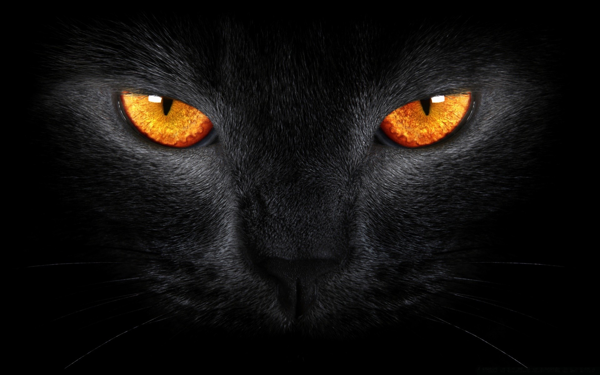 chats chat portrait oeil un sombre animal visage halloween mignon