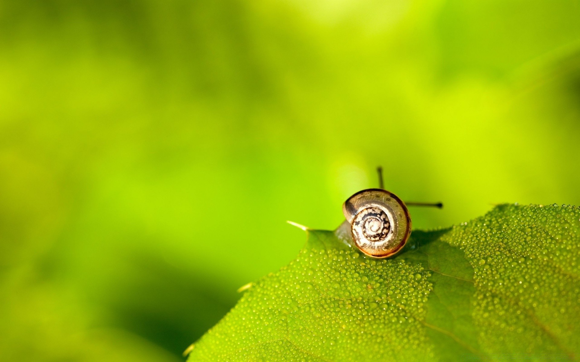 insectos naturaleza insecto hoja jardín flora lluvia poco rocío caída hierba escritorio verano medio ambiente primer plano brillante ecología color pequeño crecimiento