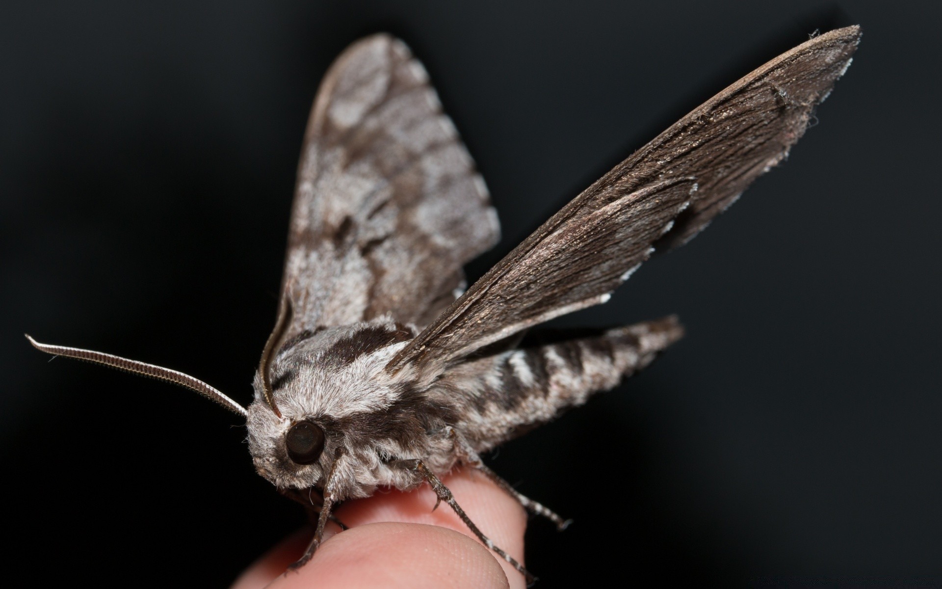 owady owad motyl ćma bezkręgowców natura lepidoptera przyrody skrzydło antena zwierząt latać delikatne entomologia biologia na zewnątrz jeden mało