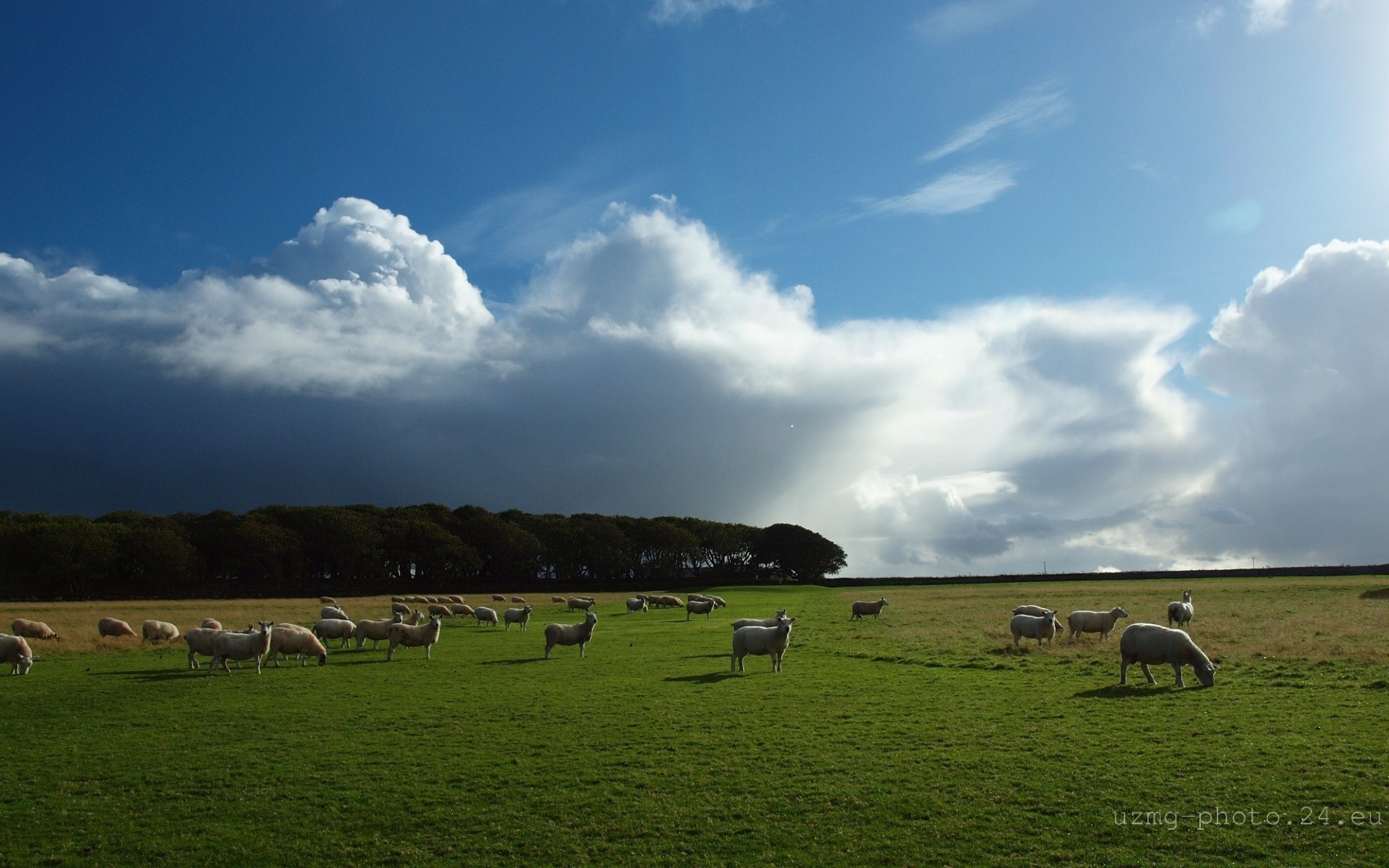 animals agriculture farm cattle sheep pastoral livestock countryside pasture landscape grass grassland rural mammal outdoors field hayfield farmland sky cow