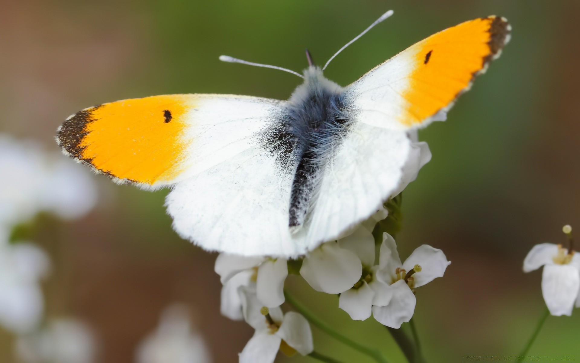 insetos borboleta natureza inseto ao ar livre vida selvagem flor delicado invertebrados animal flora brilhante cor asa jardim mariposa verão selvagem folha lepidoptera