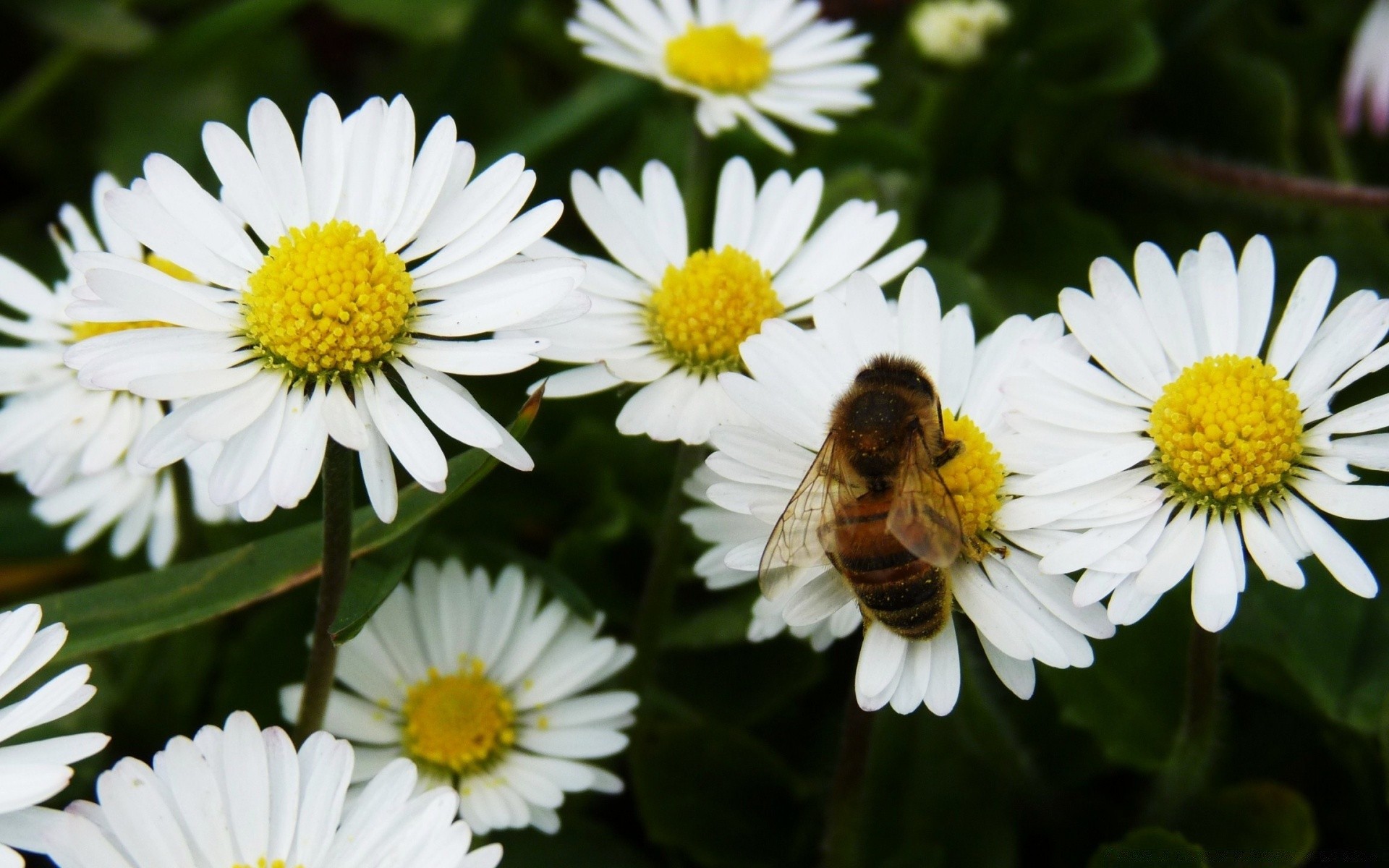 insects nature flower flora summer leaf garden floral blooming petal chamomile wild close-up hayfield color bright outdoors