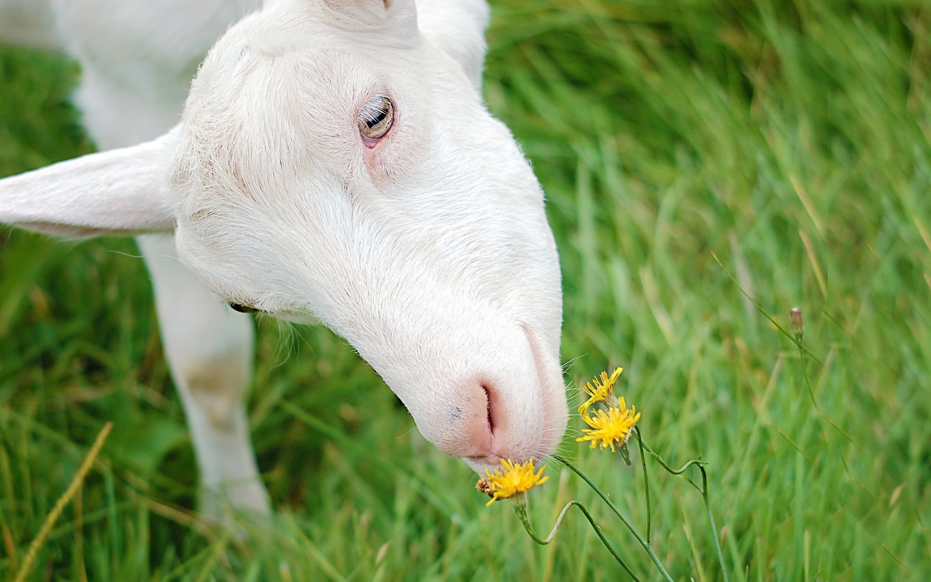 animals grass nature animal mammal cute portrait outdoors field hayfield farm