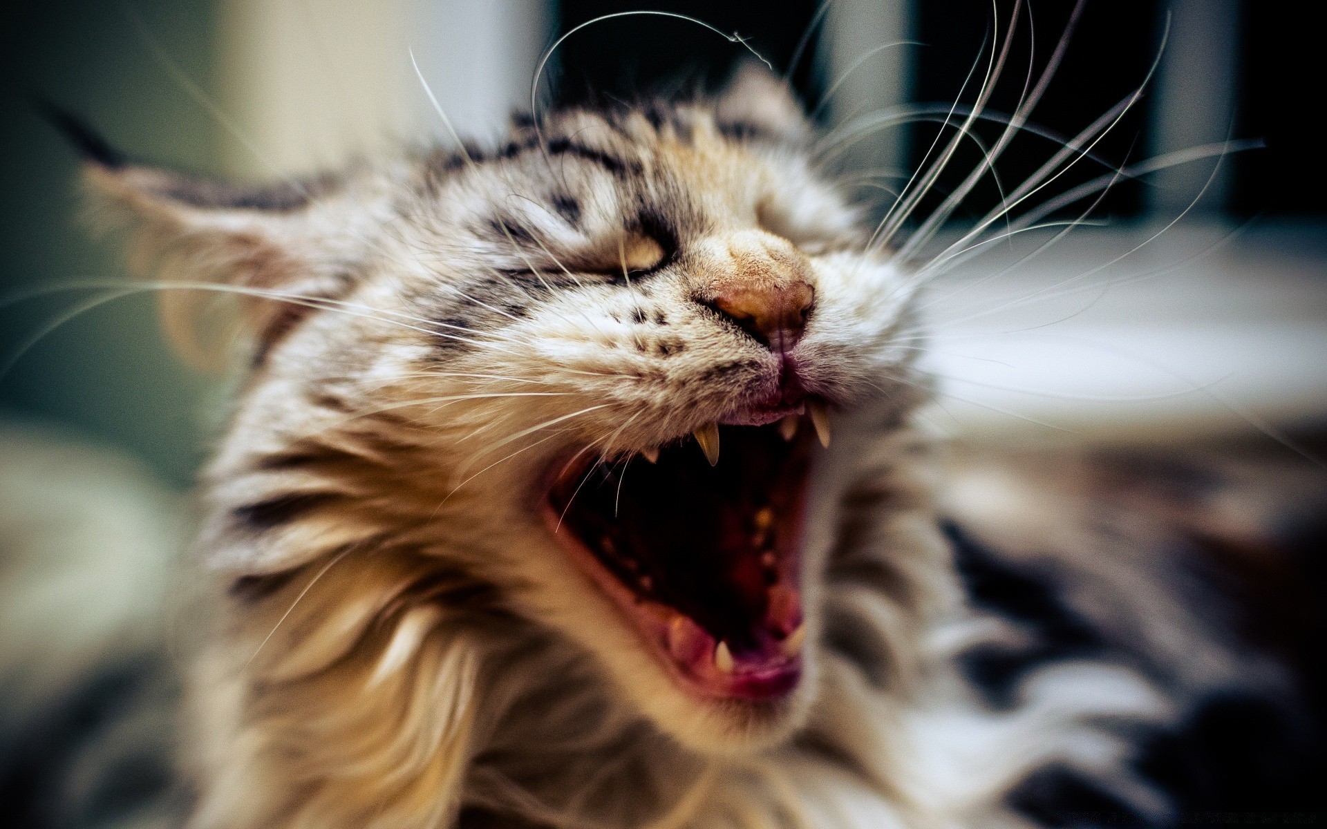 katze katze tier fell niedlich porträt säugetier kätzchen haustier auge natur haar vorschau wenig inländische junge