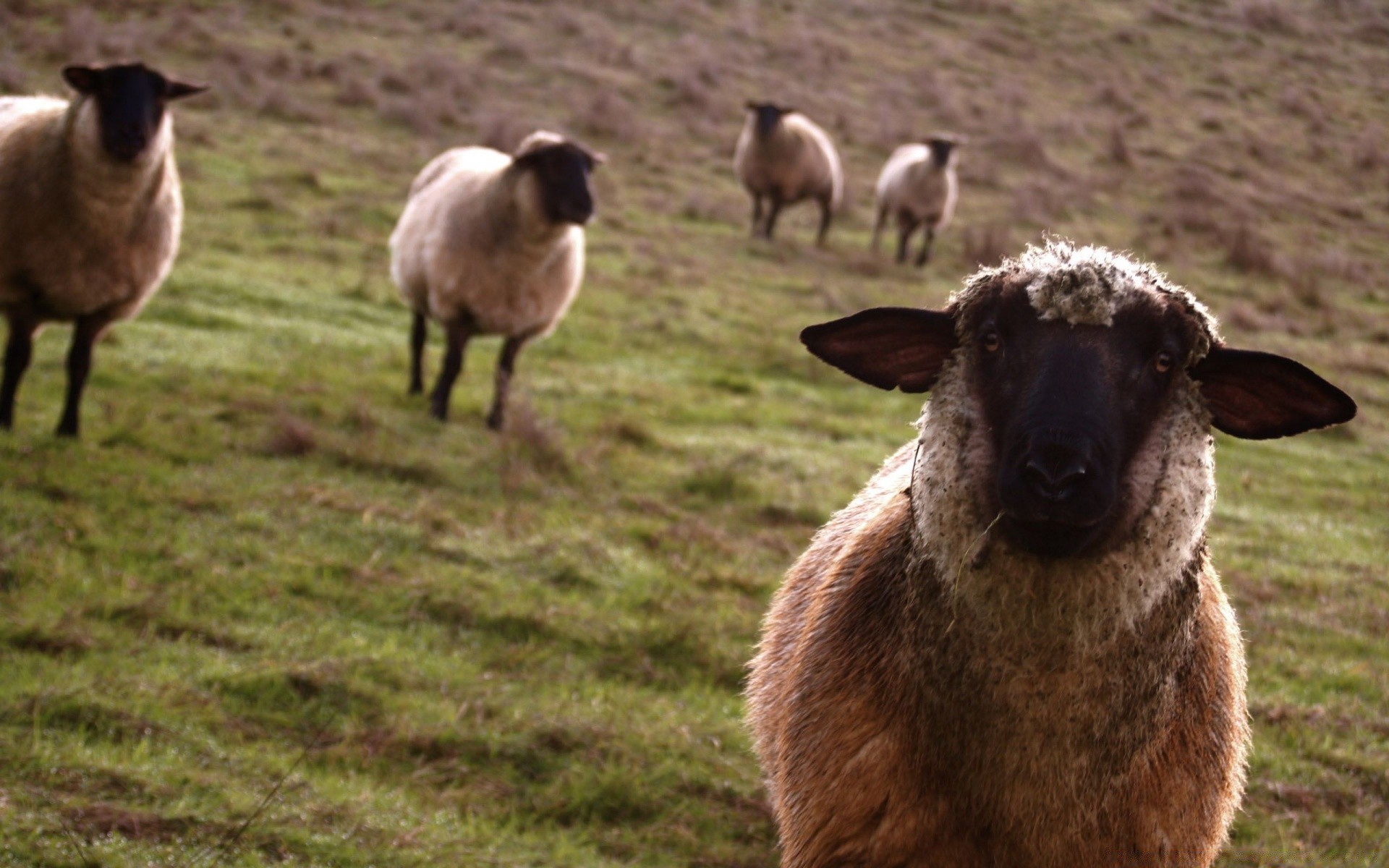 animais ovelhas mamífero gado grama fazenda cordeiro animal lã feno agricultura gado vida selvagem eva bonito cabra campo doméstico