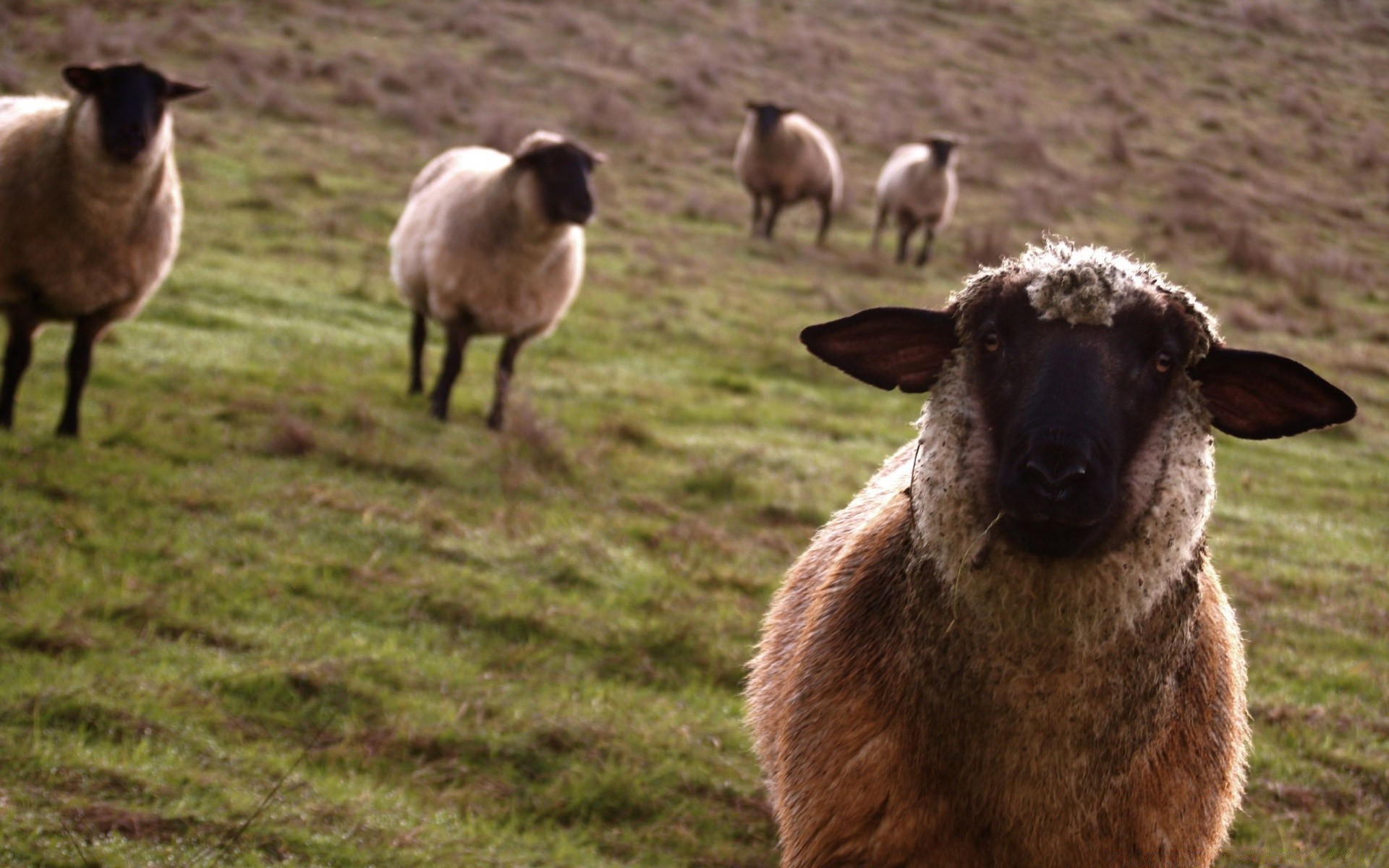 animali pecore mammiferi animali vivi erba fattoria agnello animale lana fieno agricoltura bestiame fauna selvatica ewe carino capra campo domestico