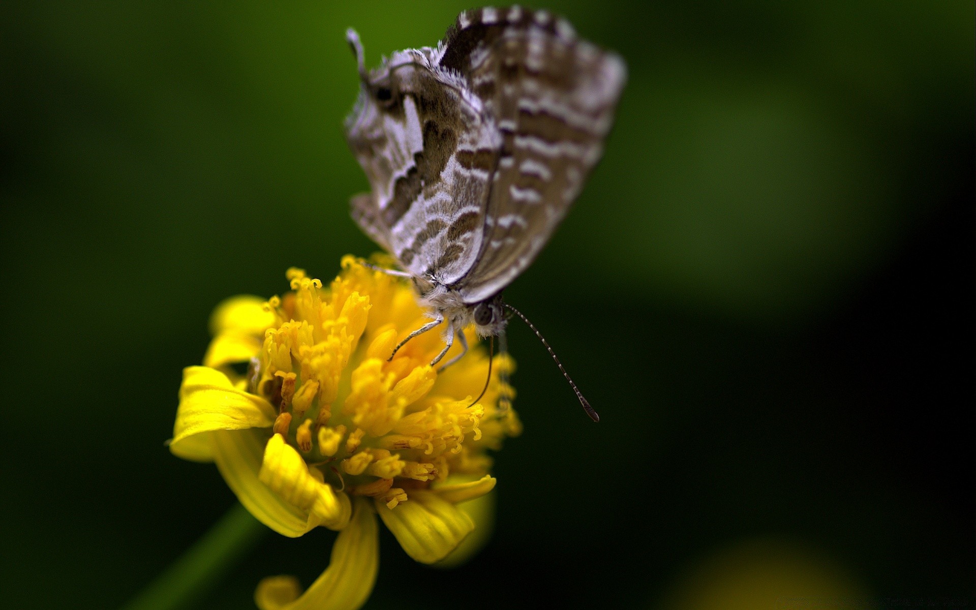 insects butterfly insect nature flower garden invertebrate outdoors summer wildlife animal close-up antenna leaf flora color