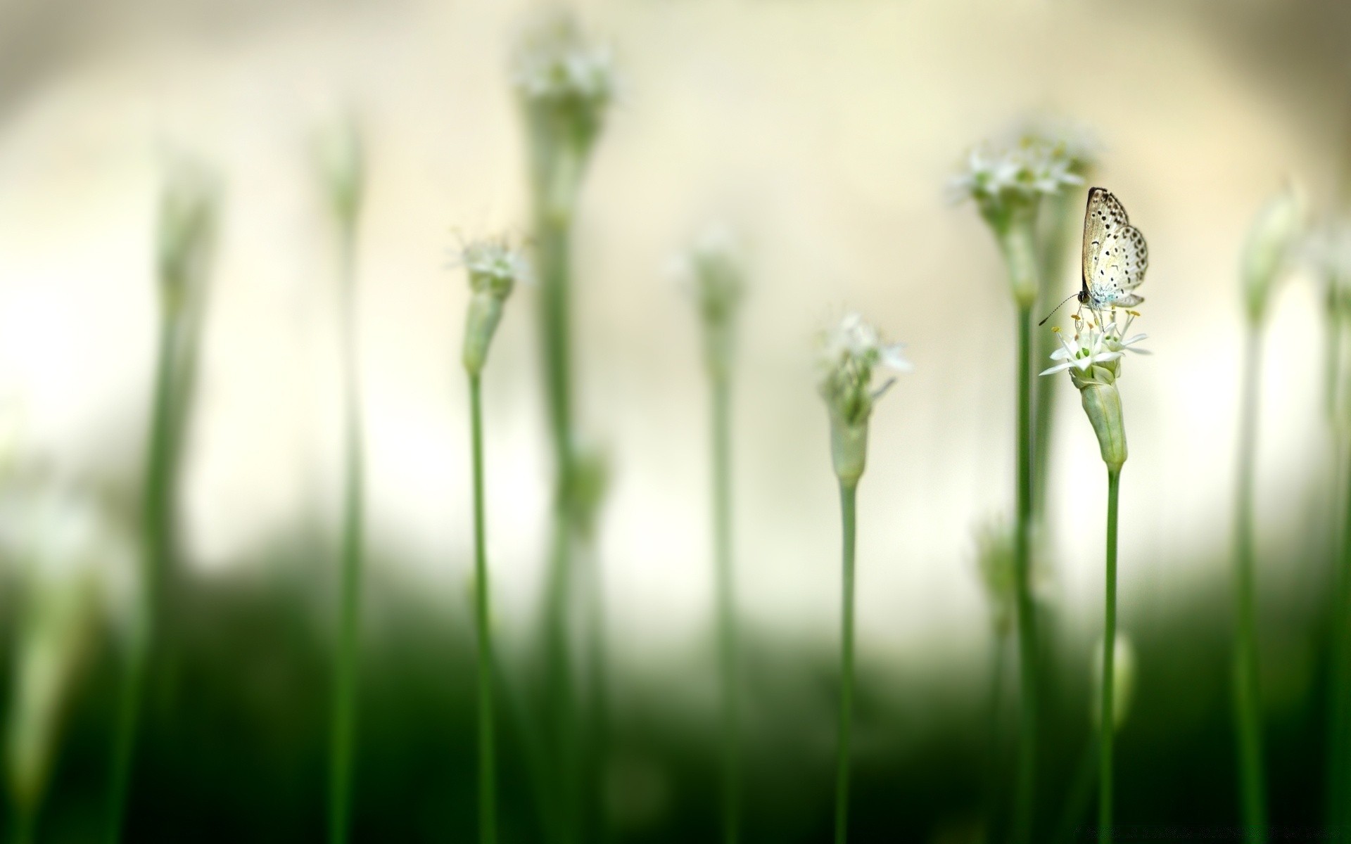 farfalla erba sfocatura natura campo crescita estate fiore fieno flora bel tempo giardino alba sole prato foglia all aperto