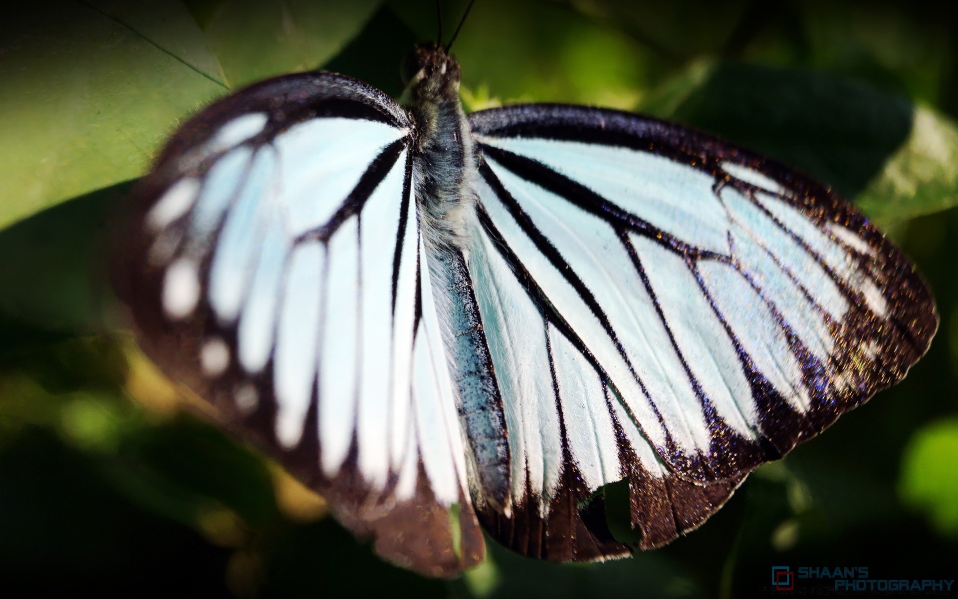 butterfly insect nature outdoors wildlife invertebrate delicate biology summer leaf wing animal