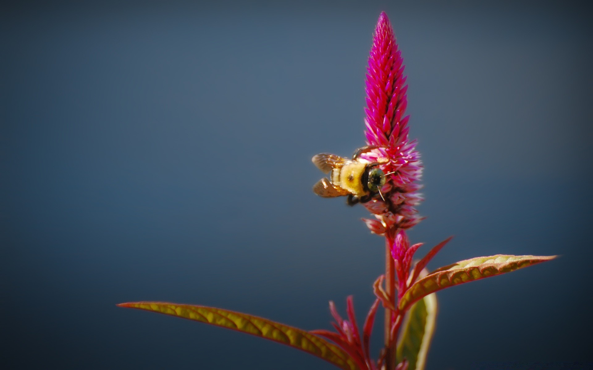 owady natura kwiat owad flora na zewnątrz kolor