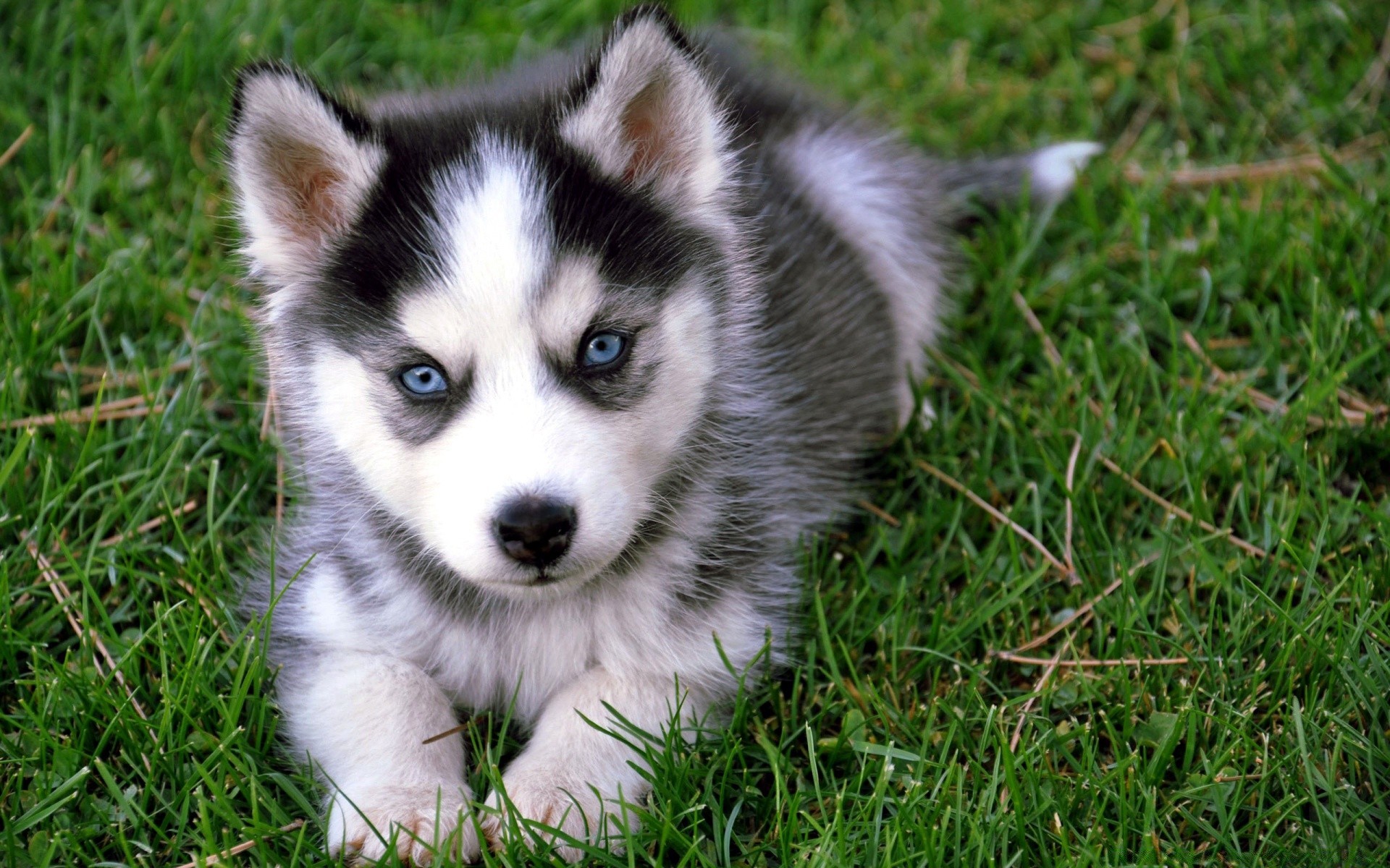 cane carino mammifero animale erba piccolo cane pelliccia ritratto canino giovane natura domestico visualizzazione