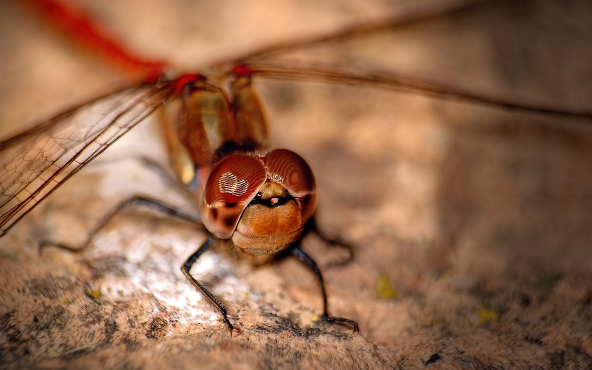 insetos inseto invertebrados natureza animal vida selvagem voar libélula antena close-up pequeno selvagem único asa entomologia cor biologia