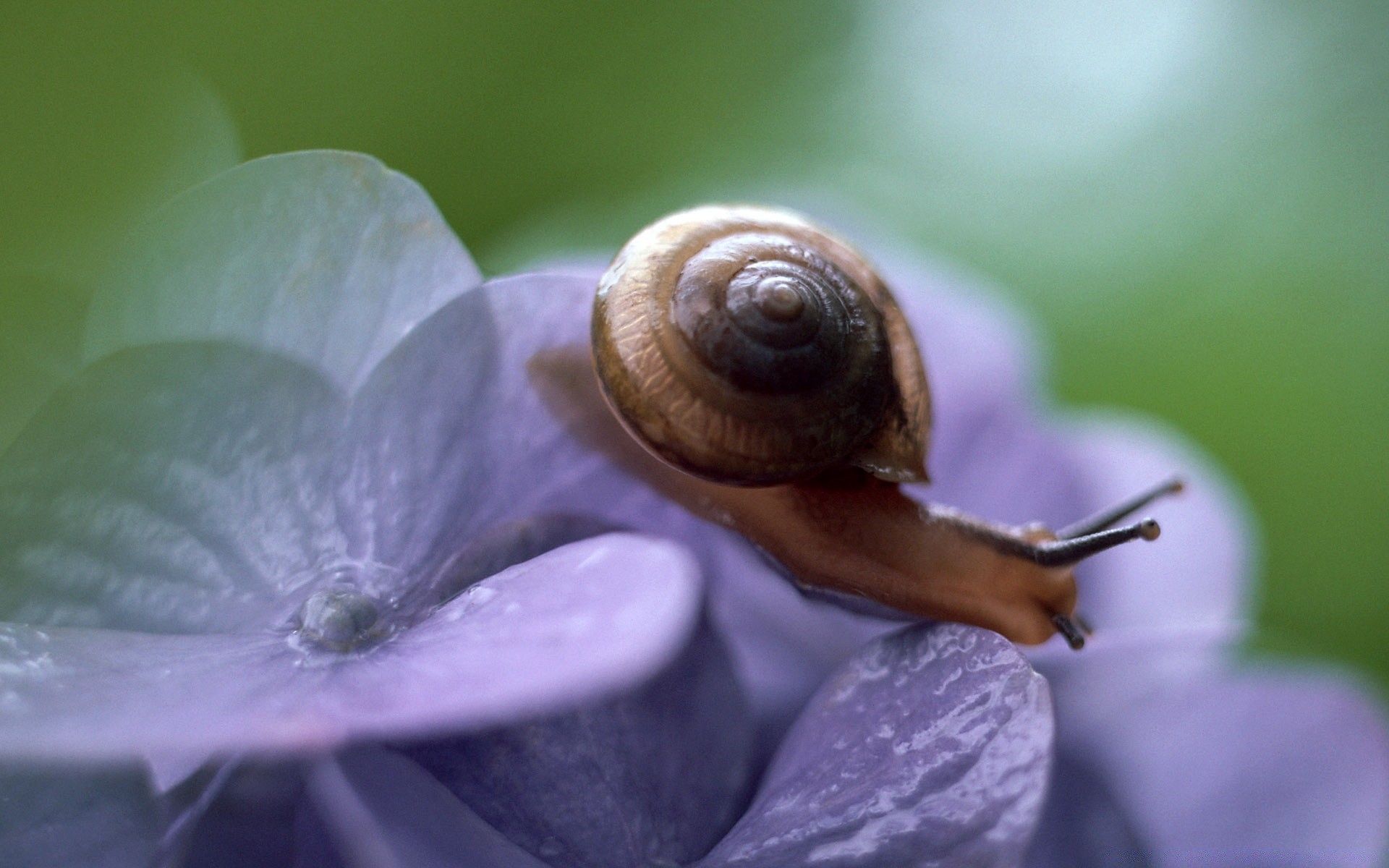 insetos caracol lento gastrópodes jardim natureza moluscos helix muco invertebrados espiral concha lesma flor muco escorregadio flora molhado inseto close-up pegajoso