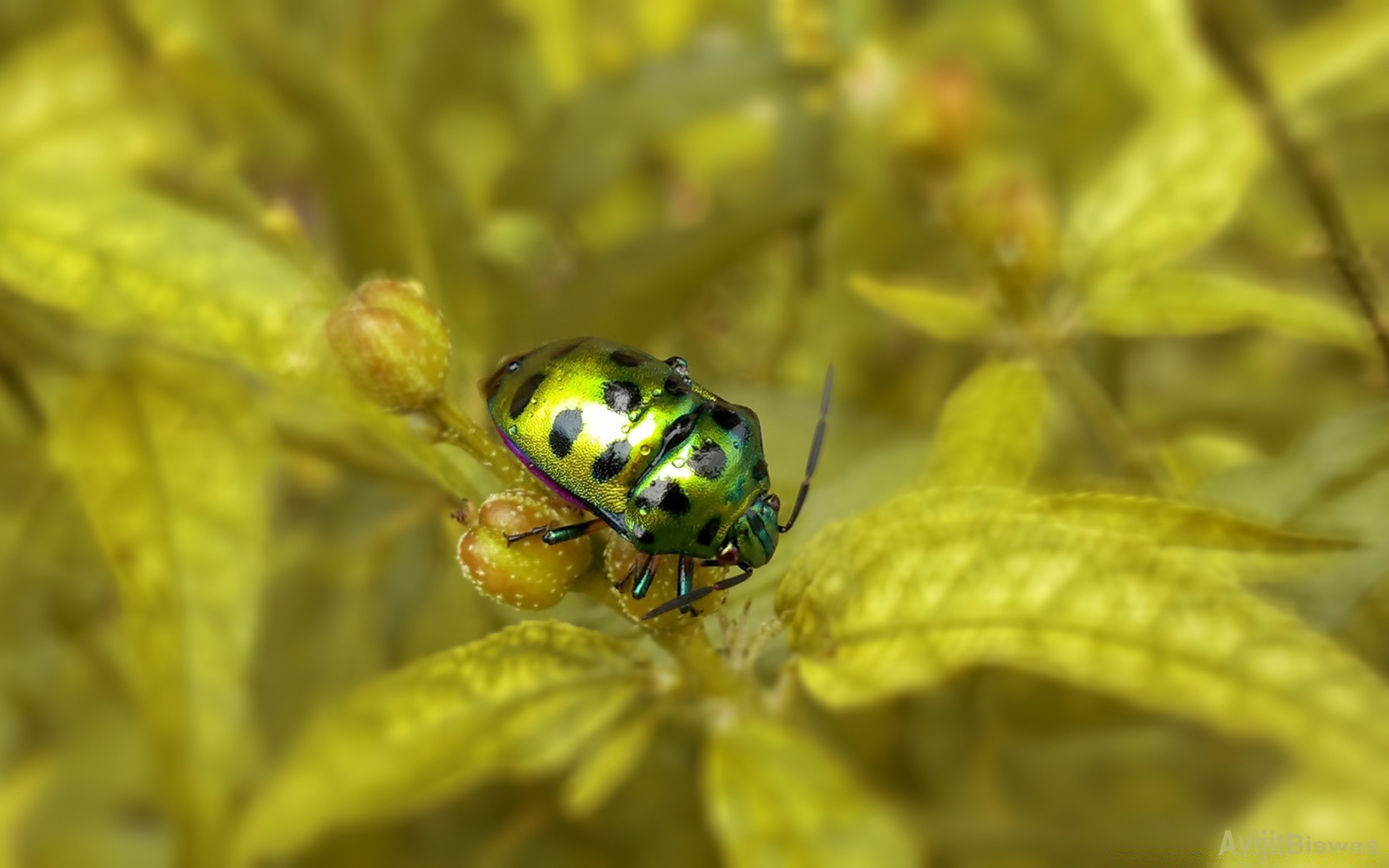 insects nature leaf flora insect outdoors summer close-up little garden wildlife color bright animal desktop