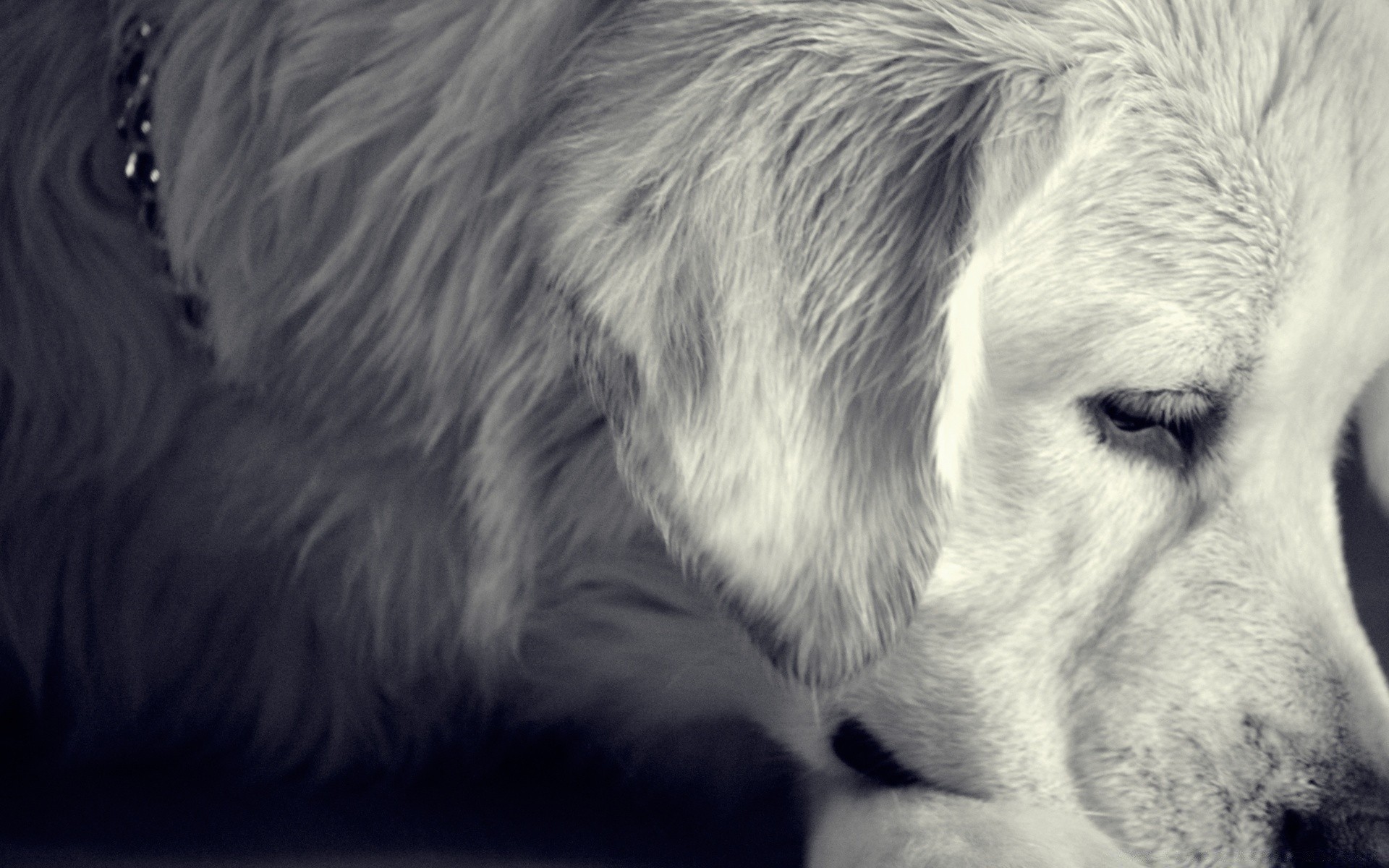 perros perro perro animal mamífero retrato piel mascota lindo solo cachorro ojo perro perdiguero pelo lobo