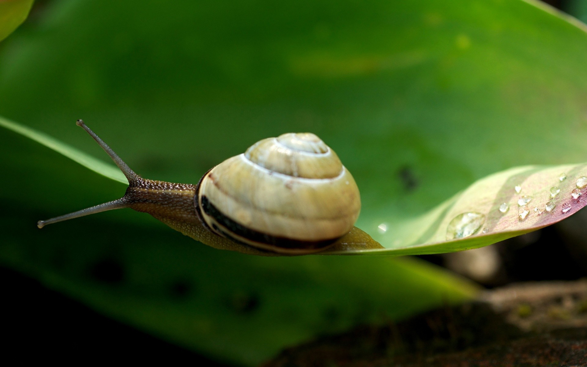 insectes escargot lent gastéropode invertébrés nature mollusques limace visqueux jardin coquille helix insecte la faune slime feuille animal pest un antenne