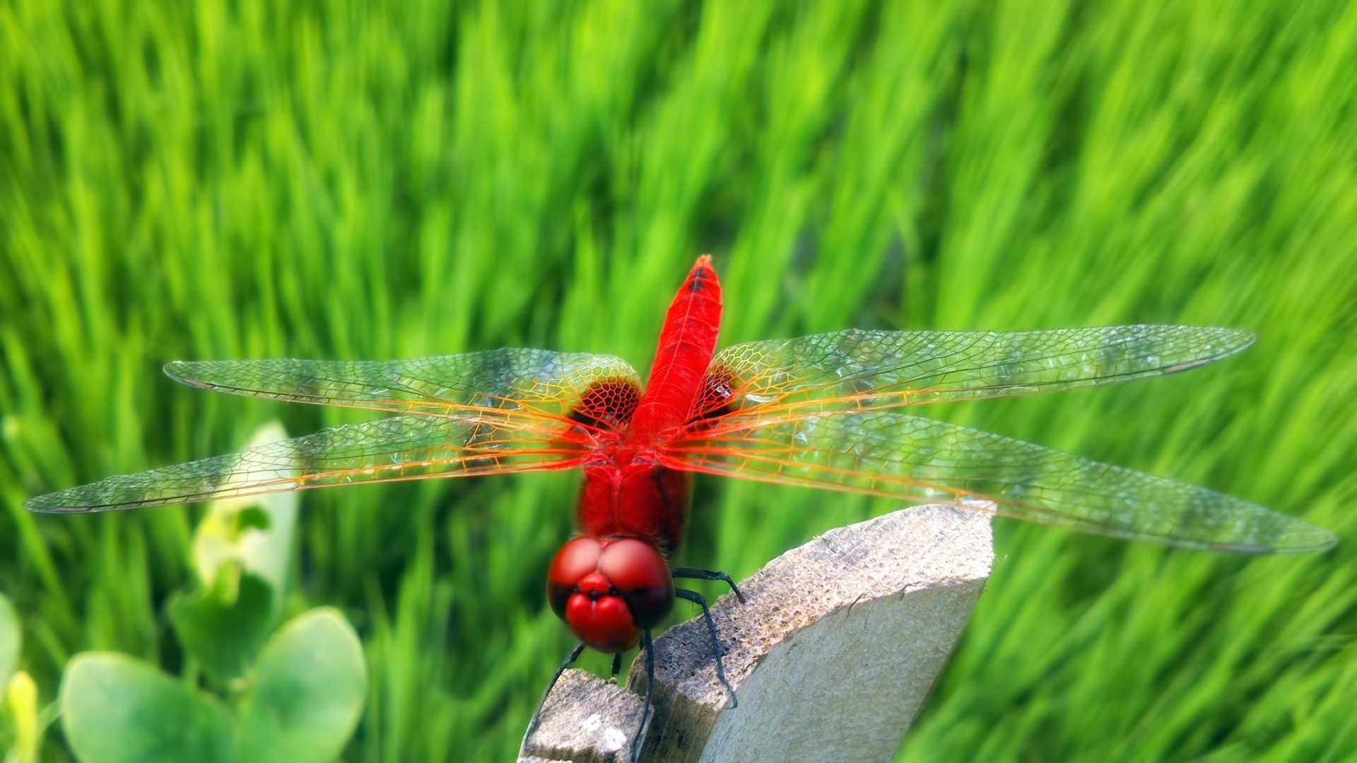 insectos hierba naturaleza verano campo flora heno al aire libre hoja jardín crecimiento césped temporada primer plano medio ambiente brillante