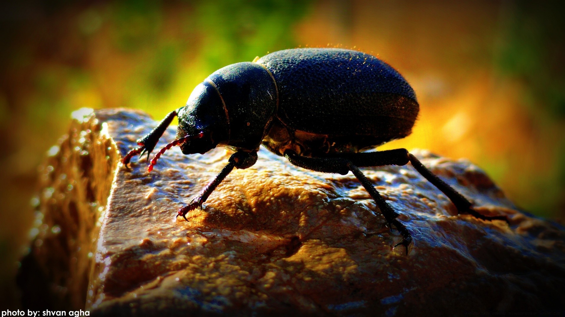 insects insect beetle invertebrate nature wildlife animal outdoors wood fly little antenna close-up biology color