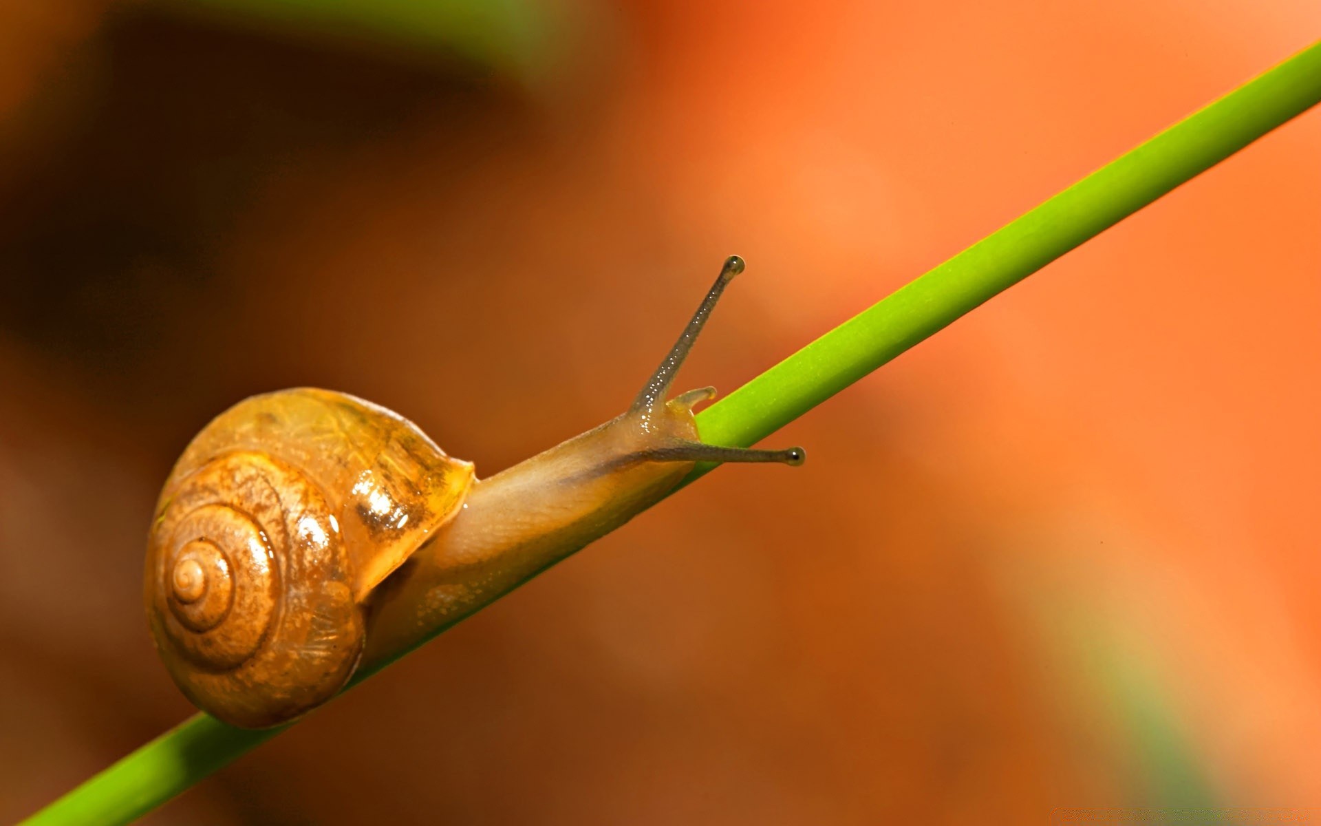 insects snail invertebrate gastropod garden insect slow shellfish slimy nature leaf flora rain antenna biology slug helix pest shell wet