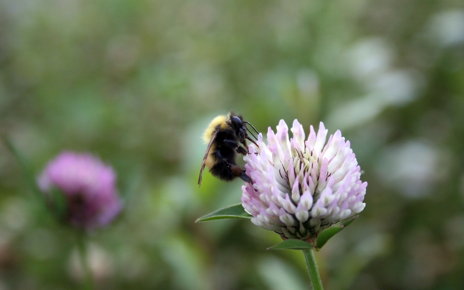 insects flower nature bee insect summer flora garden outdoors pollen honey leaf close-up pollination hayfield wild grass environment fair weather field