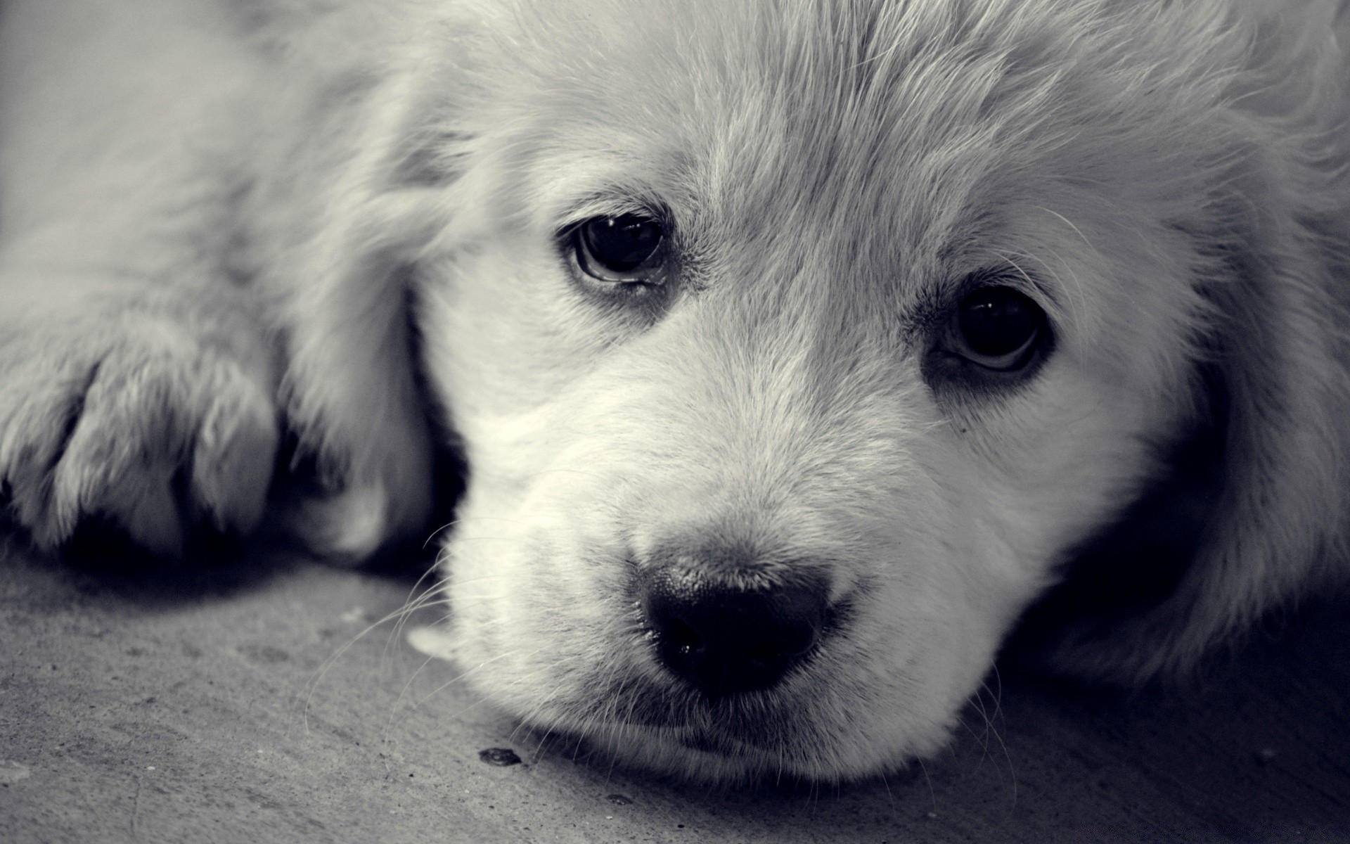 chien chien mammifère cynologue animal de compagnie mignon animal chiot portrait adorable petit domestique fourrure enfant studio aperçu un oeil vers le bas