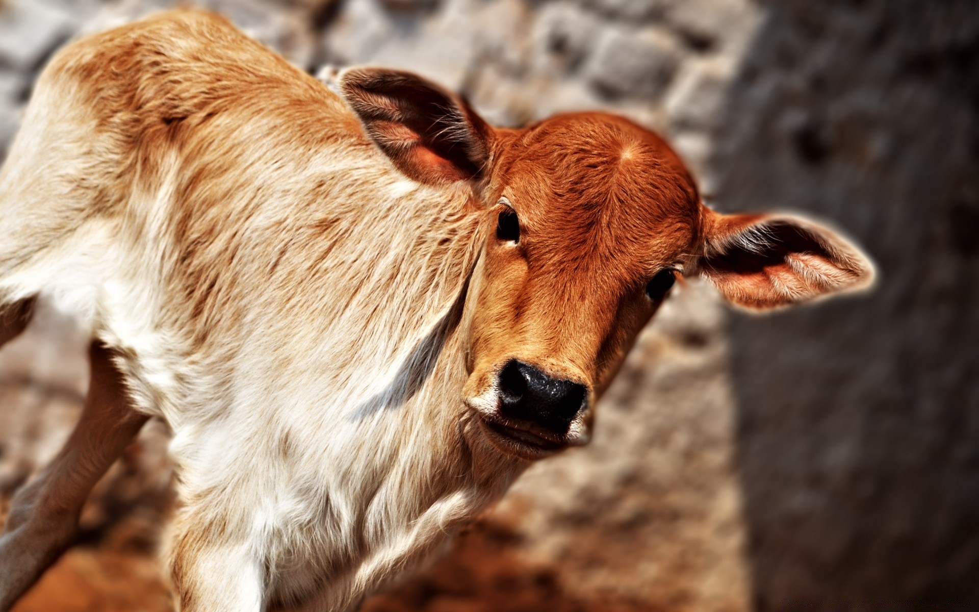 tiere tier säugetier natur fell porträt niedlich hund tierwelt zoo inländische wild auge anzeigen