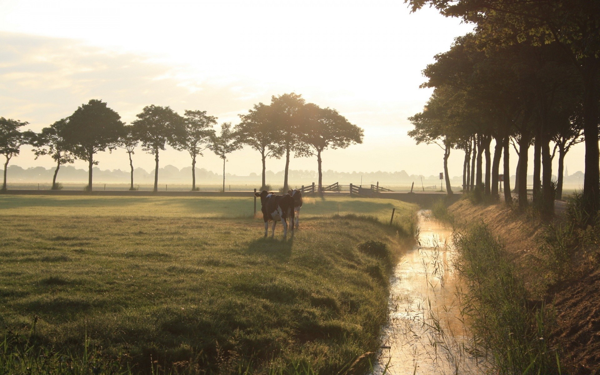 tiere baum landschaft im freien reisen abend sonnenuntergang gras säugetier bauernhof landwirtschaft tageslicht kavallerie dämmerung