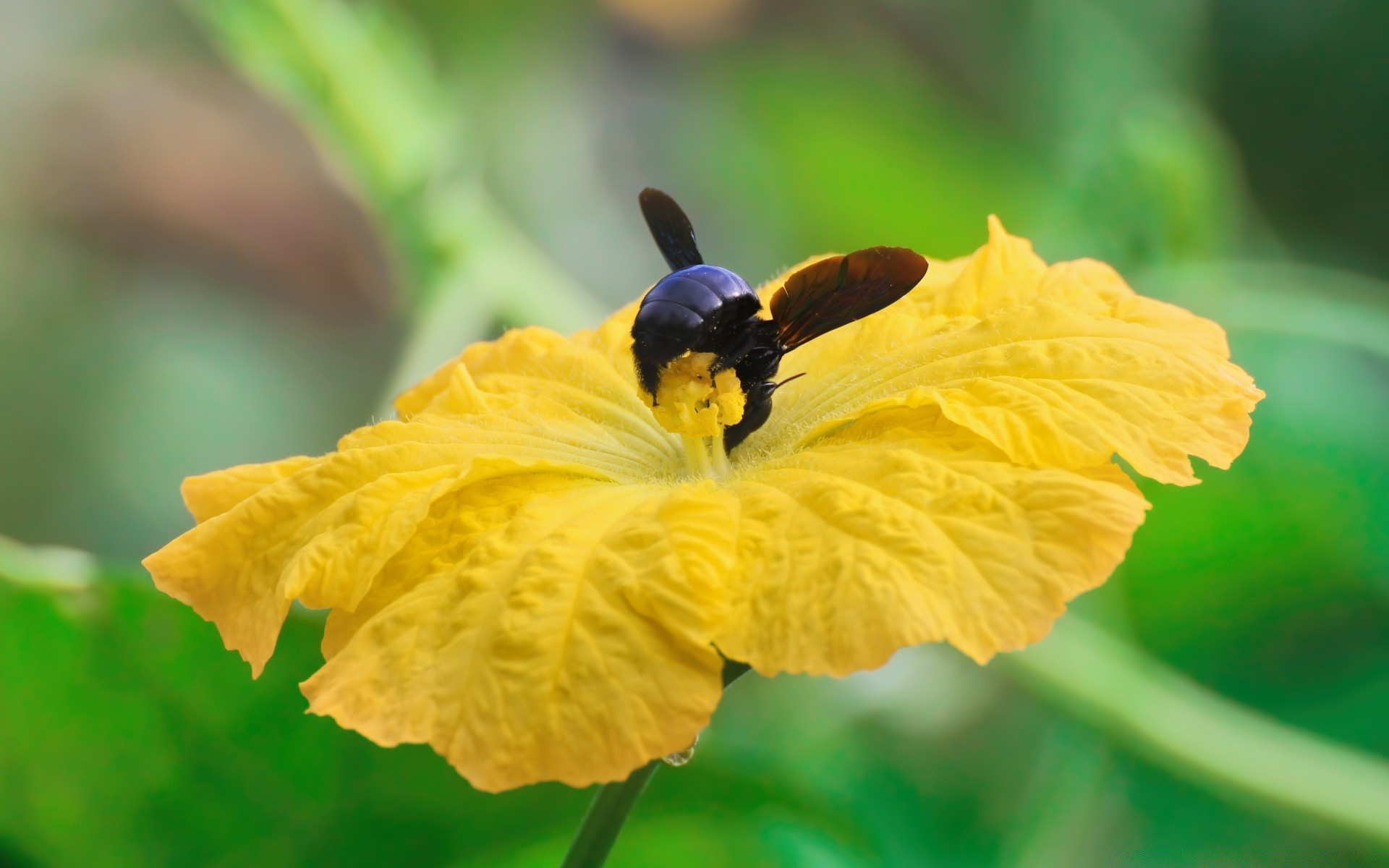 insects nature outdoors leaf insect flora summer pollen flower daylight close-up garden bright