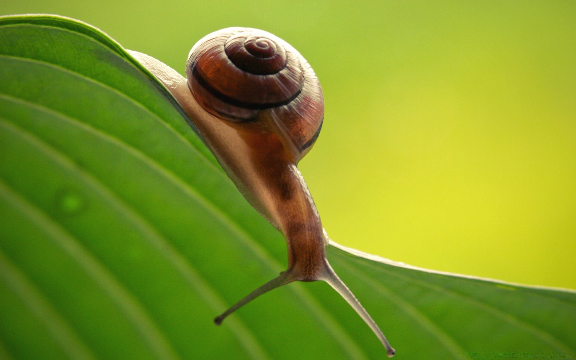 insekten schnecke garten langsam bauchfüßler schleimig natur wirbellose flora blatt helix schnecke muscheln desktop schließen eine insekt nass spirale