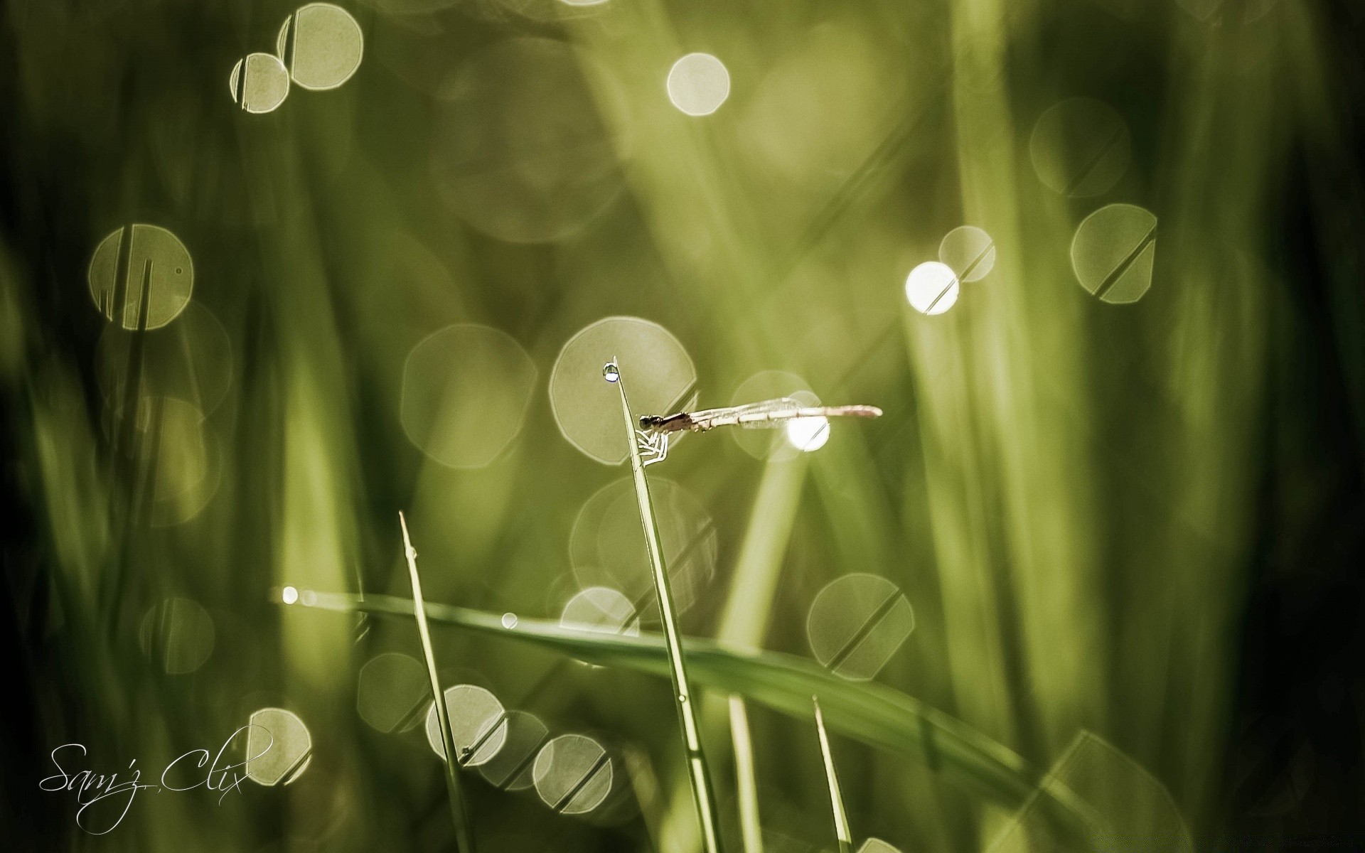 insekten tau regen gras tropfen natur blatt flora garten sommer nass tropfen reinheit wachstum rasen wasser hell medium frische unschärfe klinge