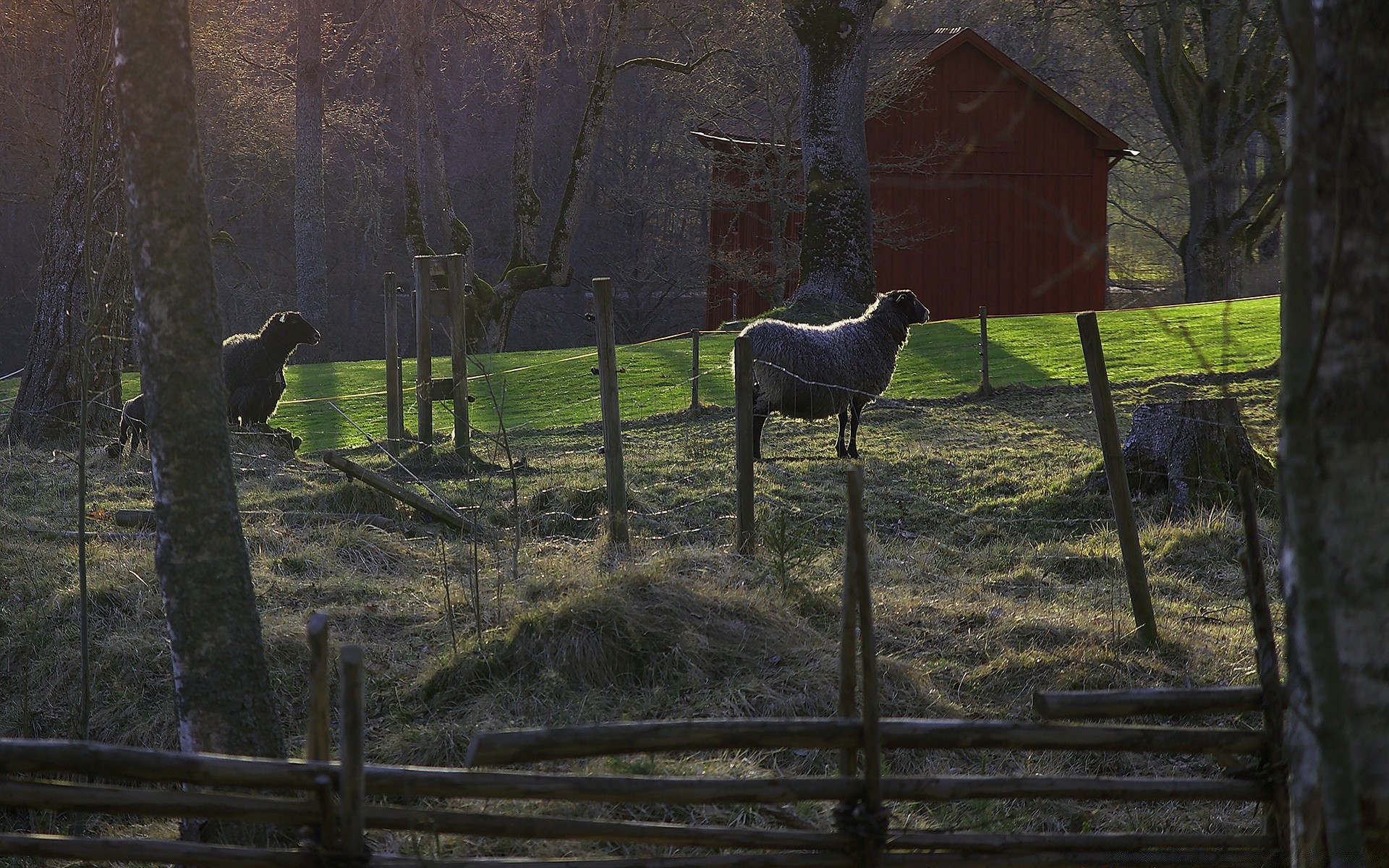 animals fence tree mammal landscape wood outdoors park daylight farm