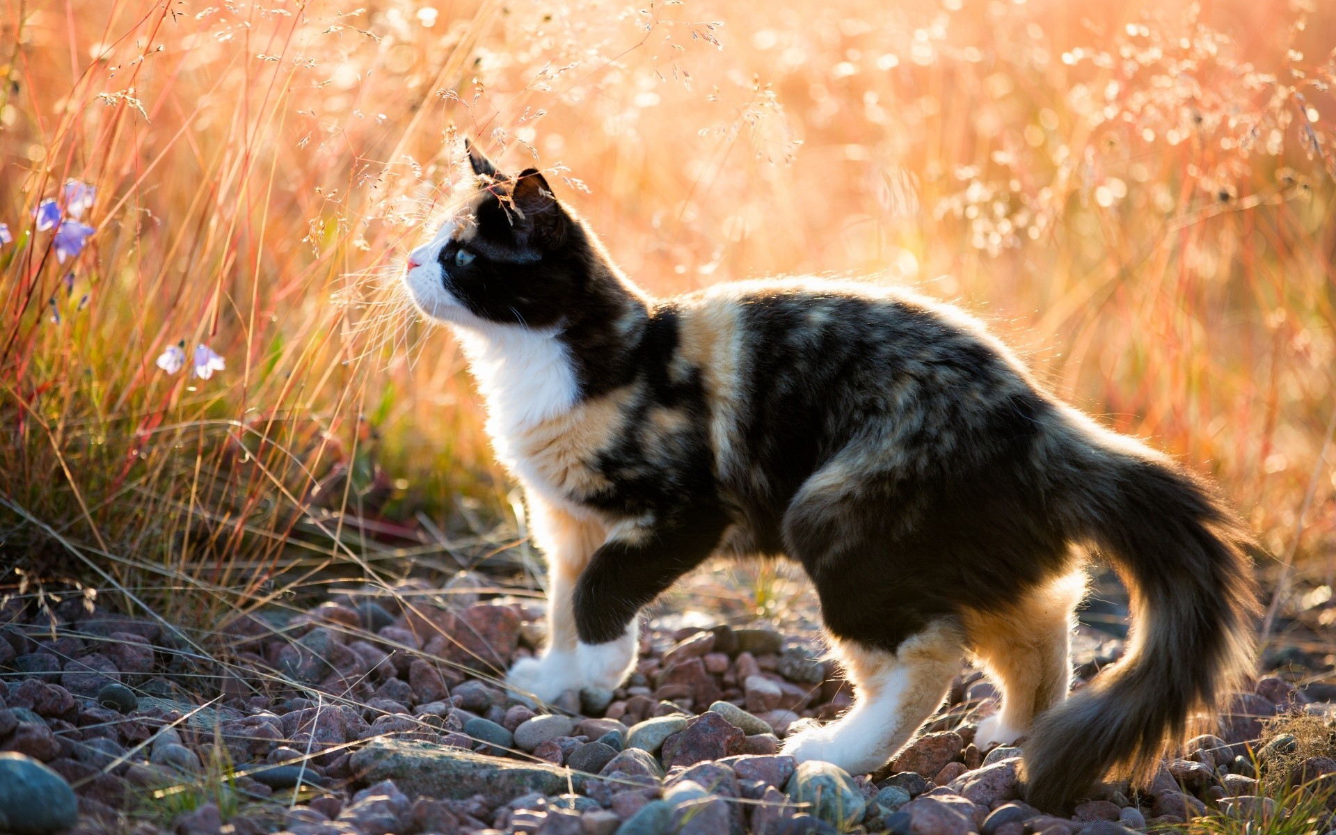 猫 狗 可爱 哺乳动物 自然 动物 狗处理 草 户外 毛皮 观赏 小 宠物 小狗