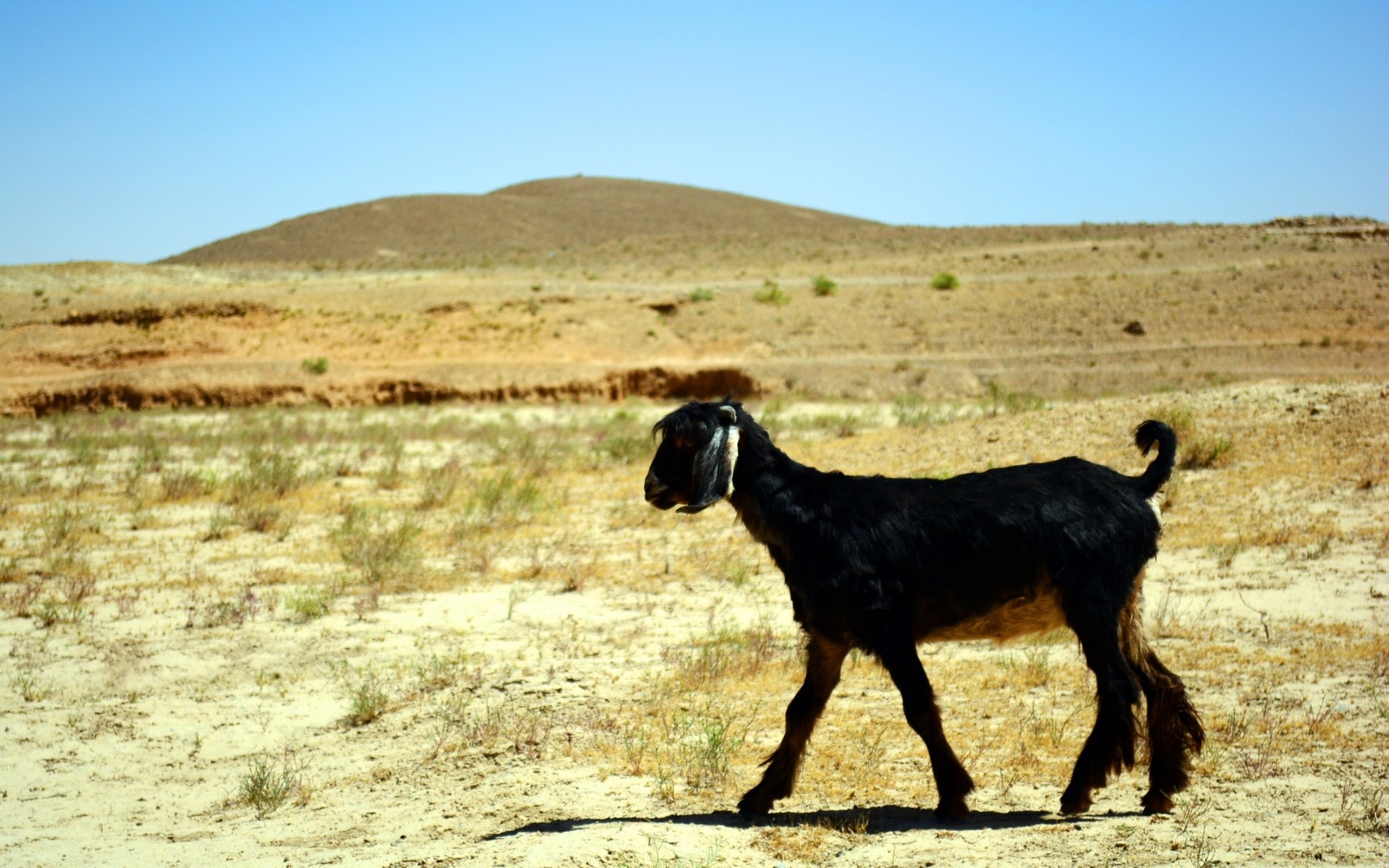 animals mammal outdoors grass nature field farm landscape travel sky grassland desert goat hayfield animal livestock rural cattle agriculture