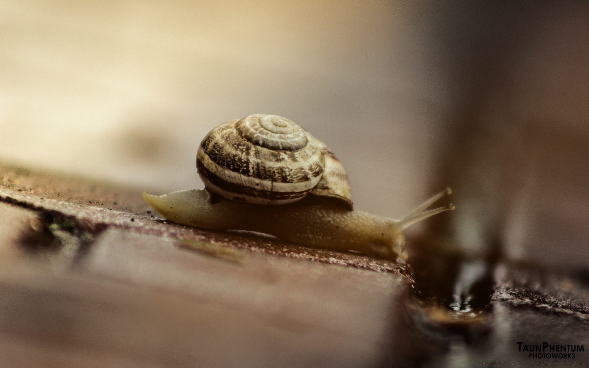 animais caracol moluscos gastrópodes lento concha invertebrados muco pegajoso helix lesma natureza espiral comida pouco muco inseto escorregadio close-up molhado