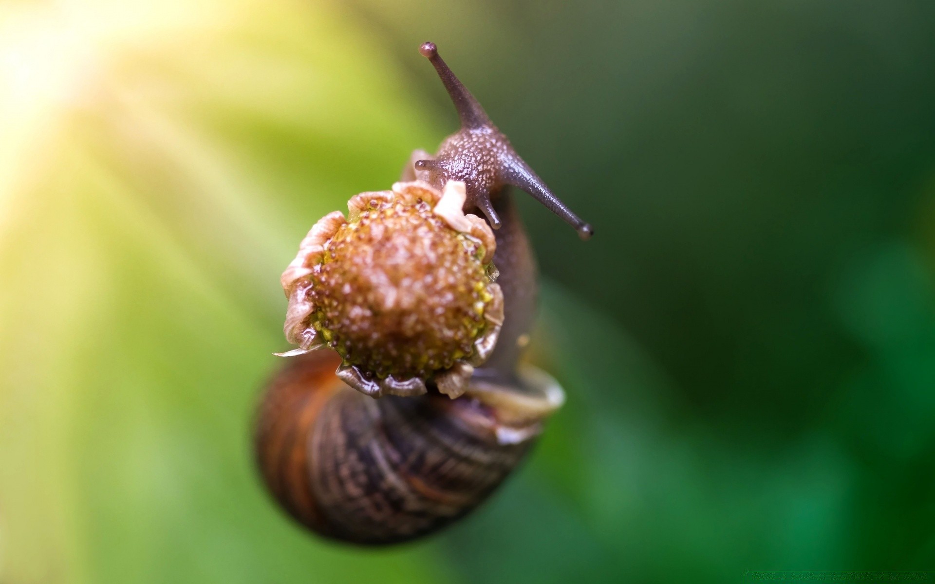 insetos natureza invertebrados caracol jardim ao ar livre folha inseto gastrópode pequeno borrada molhado lento comida flora chuva