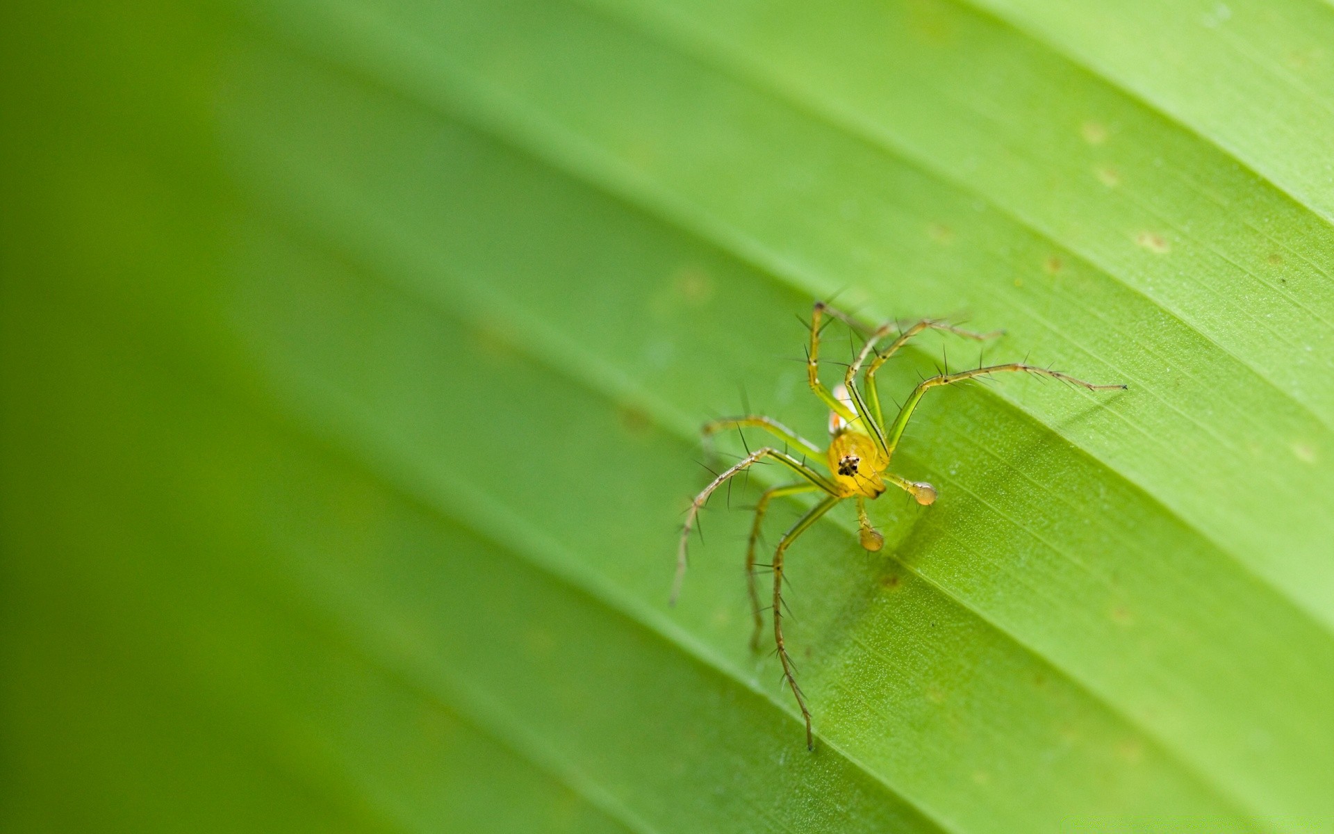 insectos araña insecto arácnido naturaleza hoja invertebrados vida silvestre animal