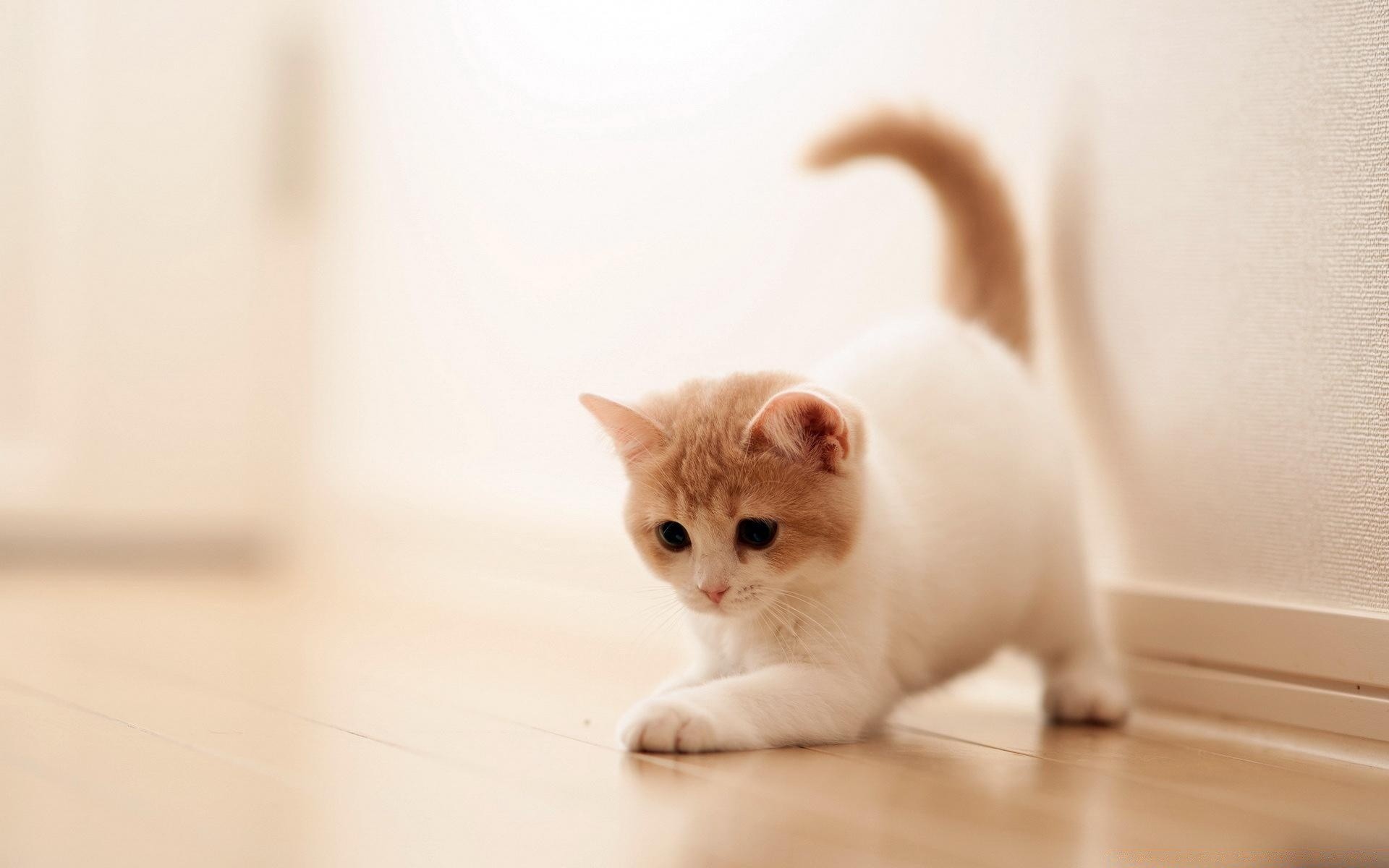 katze katze porträt niedlich kätzchen kind tier haustier auge wenig säugetier fell ein sitzen anzeigen