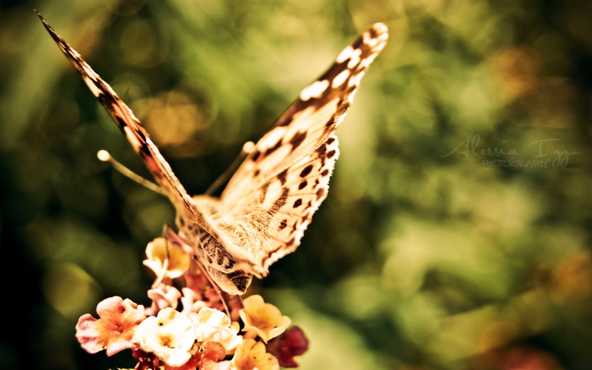 owady natura kwiat na zewnątrz motyl lato liść kolor piękny ogród flora drzewo owad zbliżenie